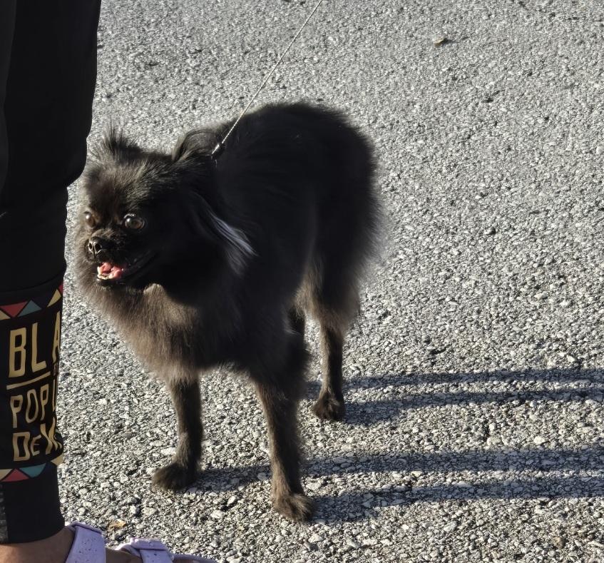 Cola, an adoptable mixed breed in Orlando, FL image 5/6