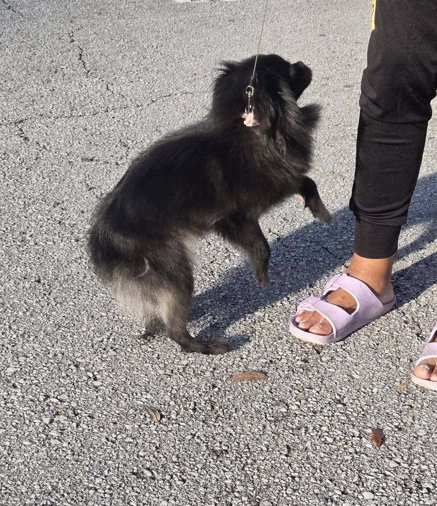 Cola, an adoptable mixed breed in Orlando, FL image 6/6