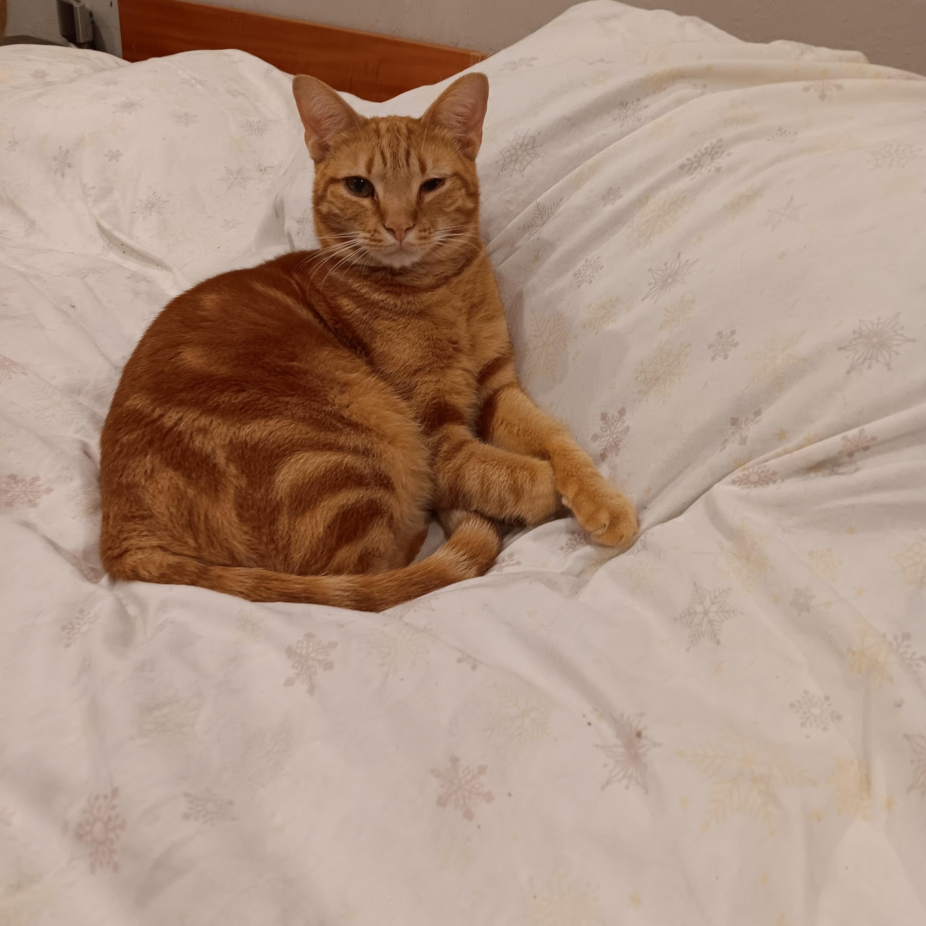 Carat. (Baby Carat), Adoptable, Young Male Domestic Short Hair.