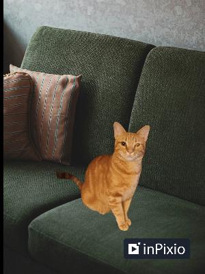 Enlarge Carat. (Baby Carat), a Adoptable Domestic Short Hair in Antioch, CA image 2/2