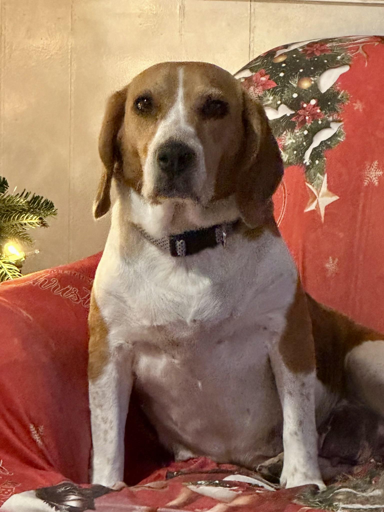 Enlarge Bambie , an adopted Beagle in Fremont, CA image 2/2