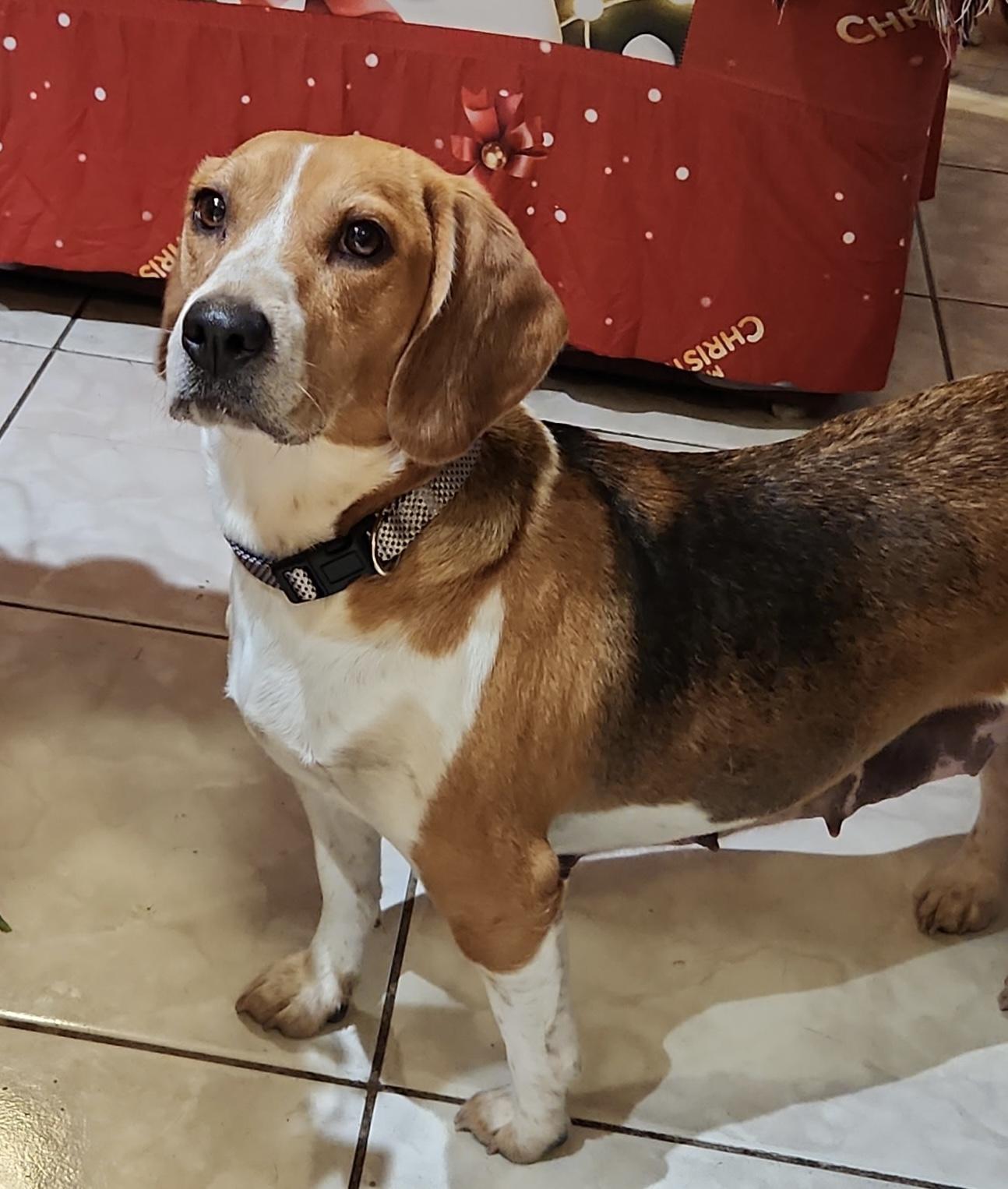 Enlarge Bambie , an adopted Beagle in Fremont, CA image 1/2