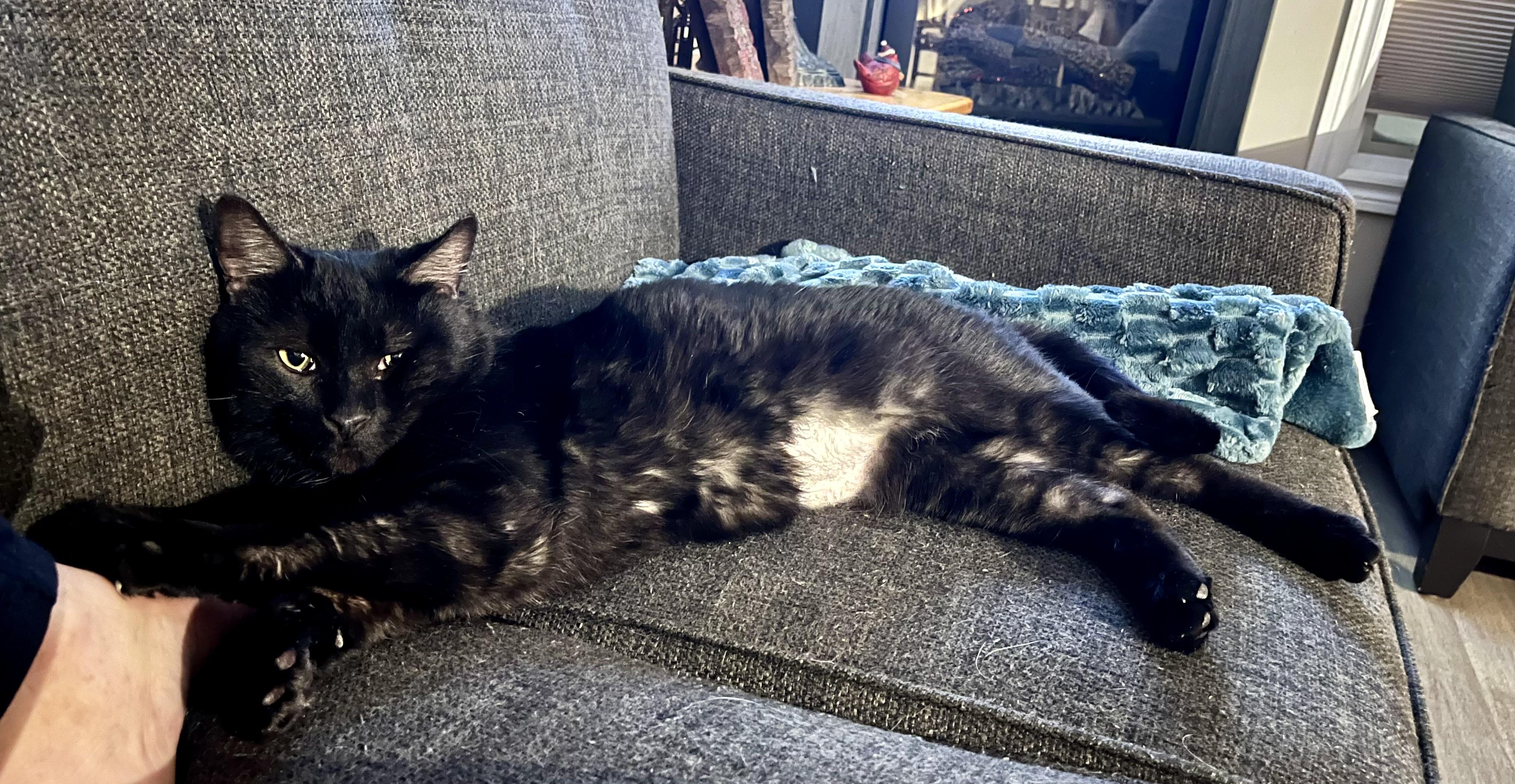 Truffles , an adopted Domestic Short Hair in Hamilton, ON image 2/2