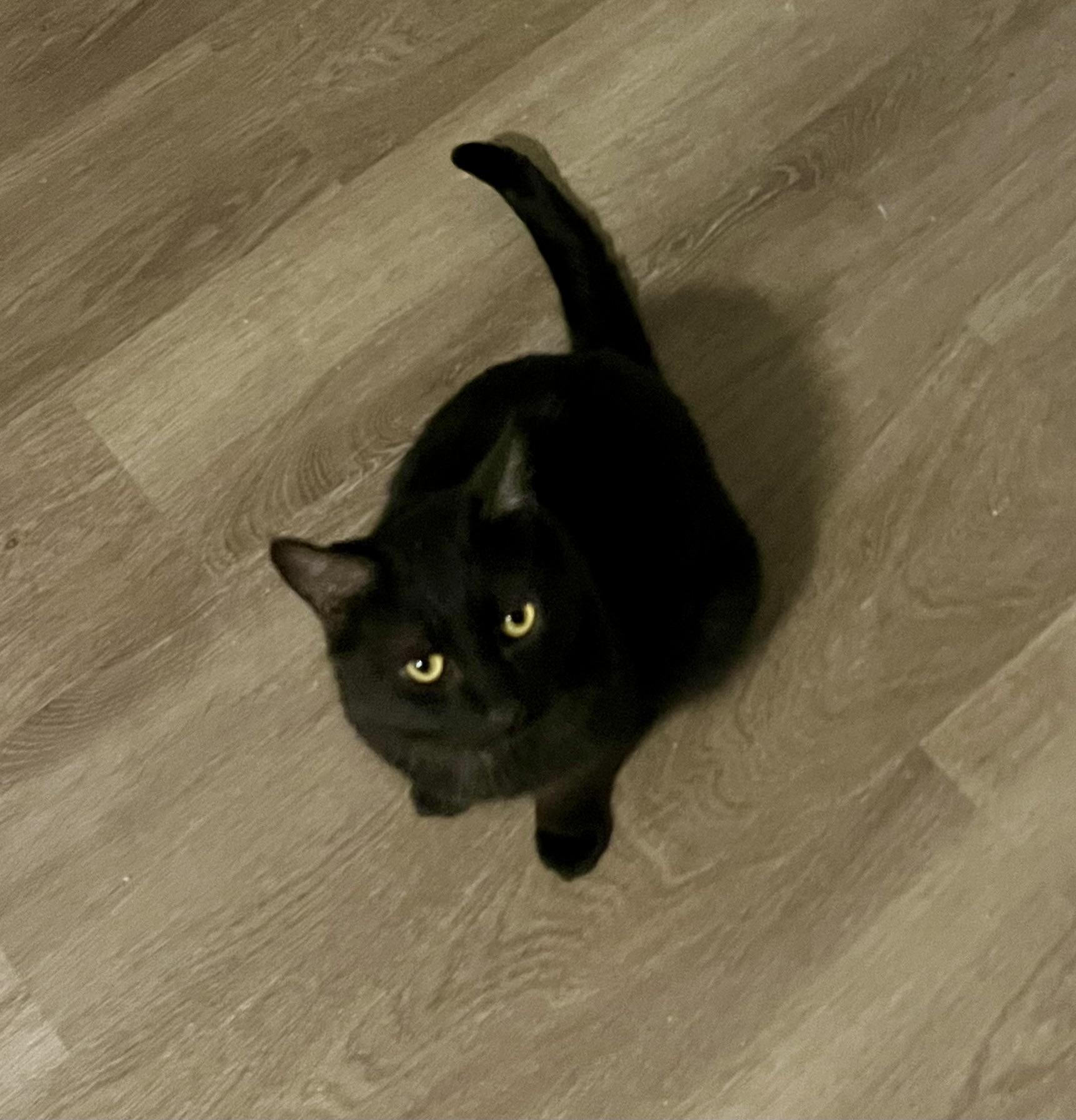 Truffles , an adopted Domestic Short Hair in Hamilton, ON image 1/2