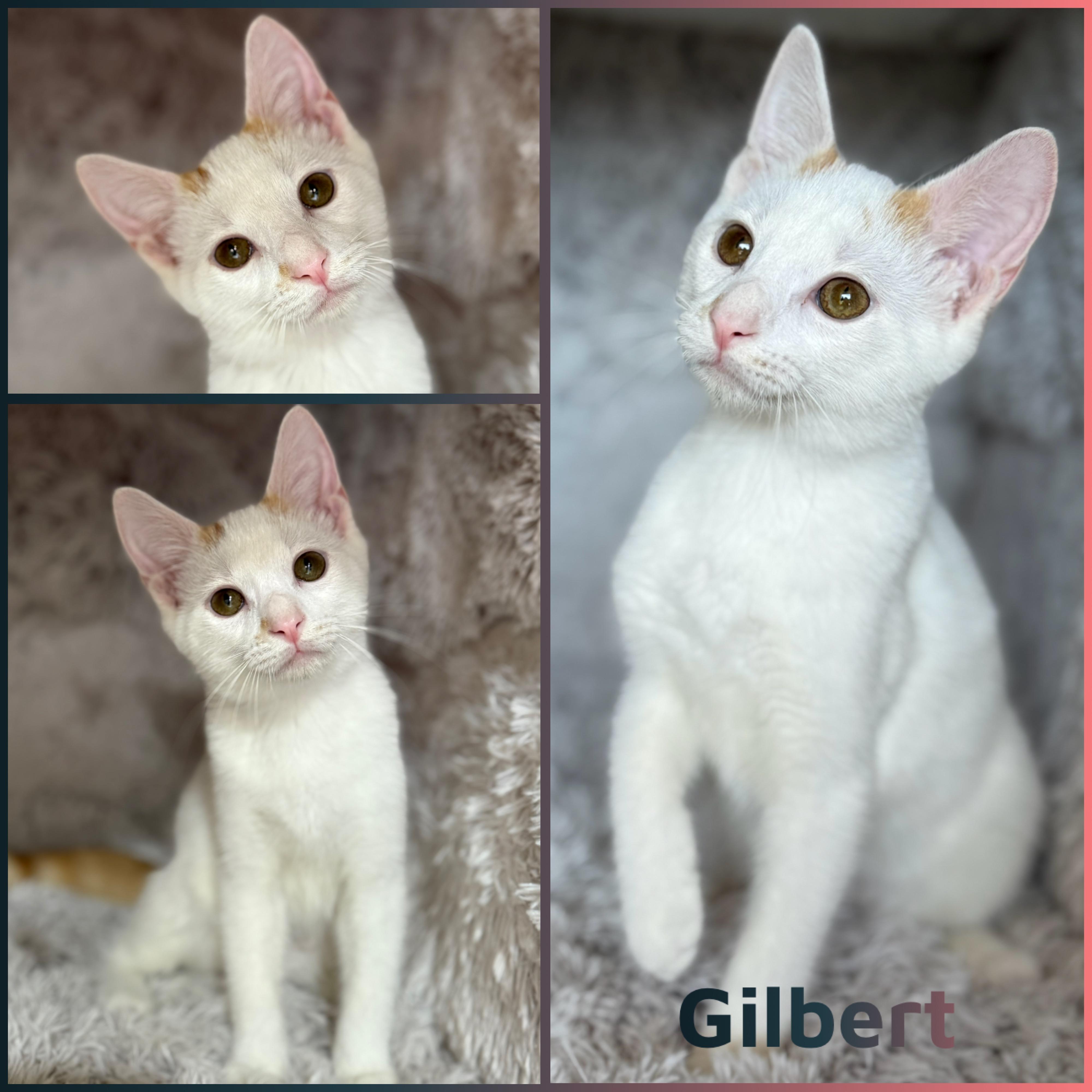 Gilbert