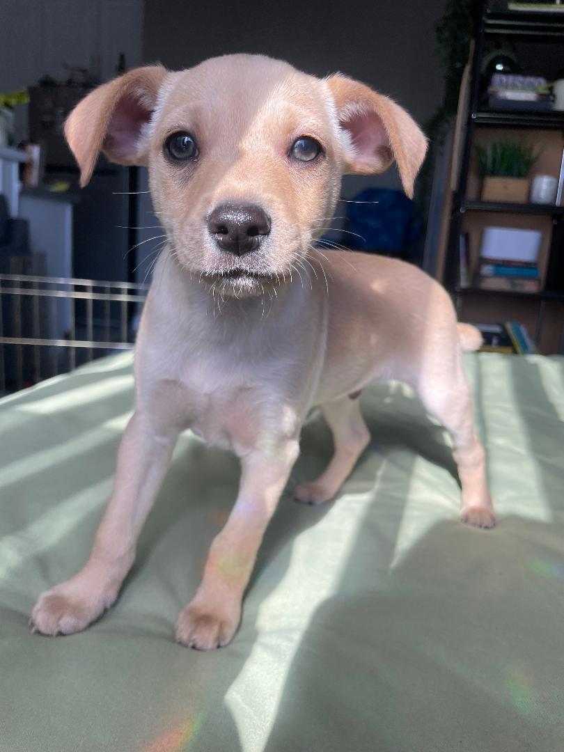 Jam - Sunshine Pup, a Adoptable mixed breed in Los Angeles, CA image 2/3