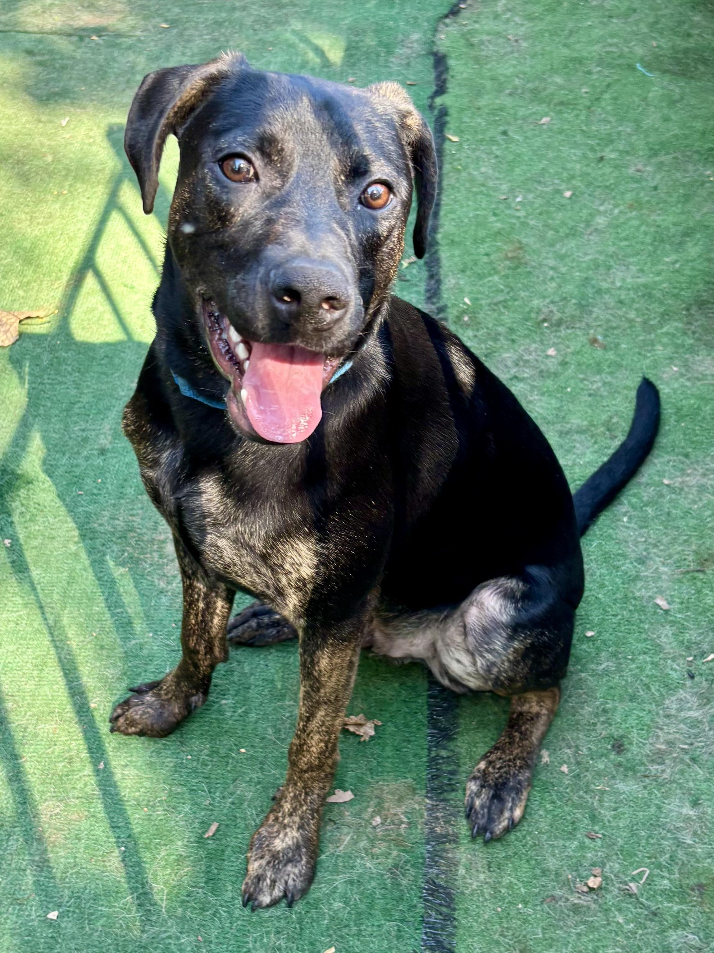 Enlarge Pal, an adoptable mixed breed in Orland Park, IL image 3/6