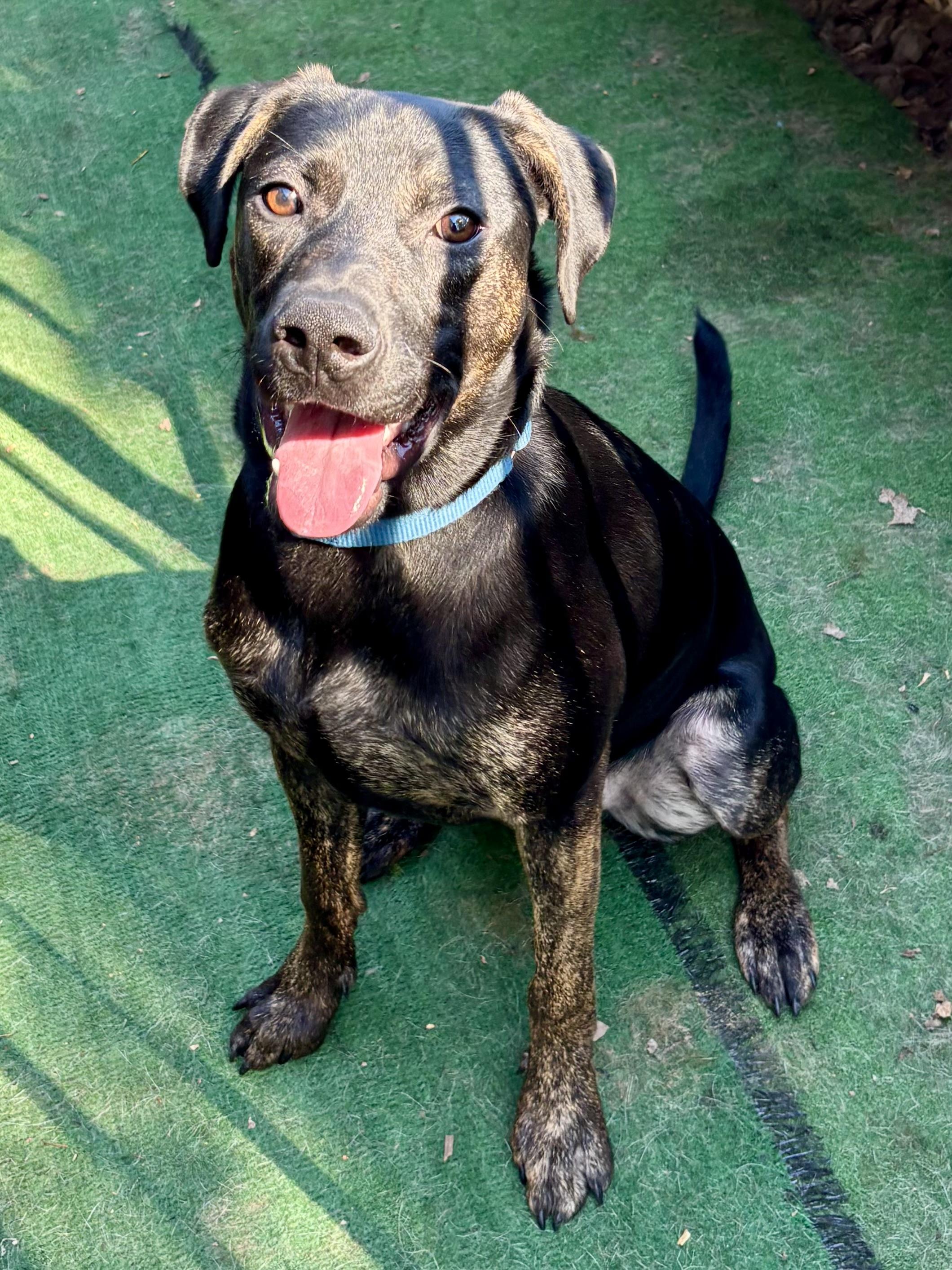 Enlarge Pal, an adoptable mixed breed in Orland Park, IL image 4/6