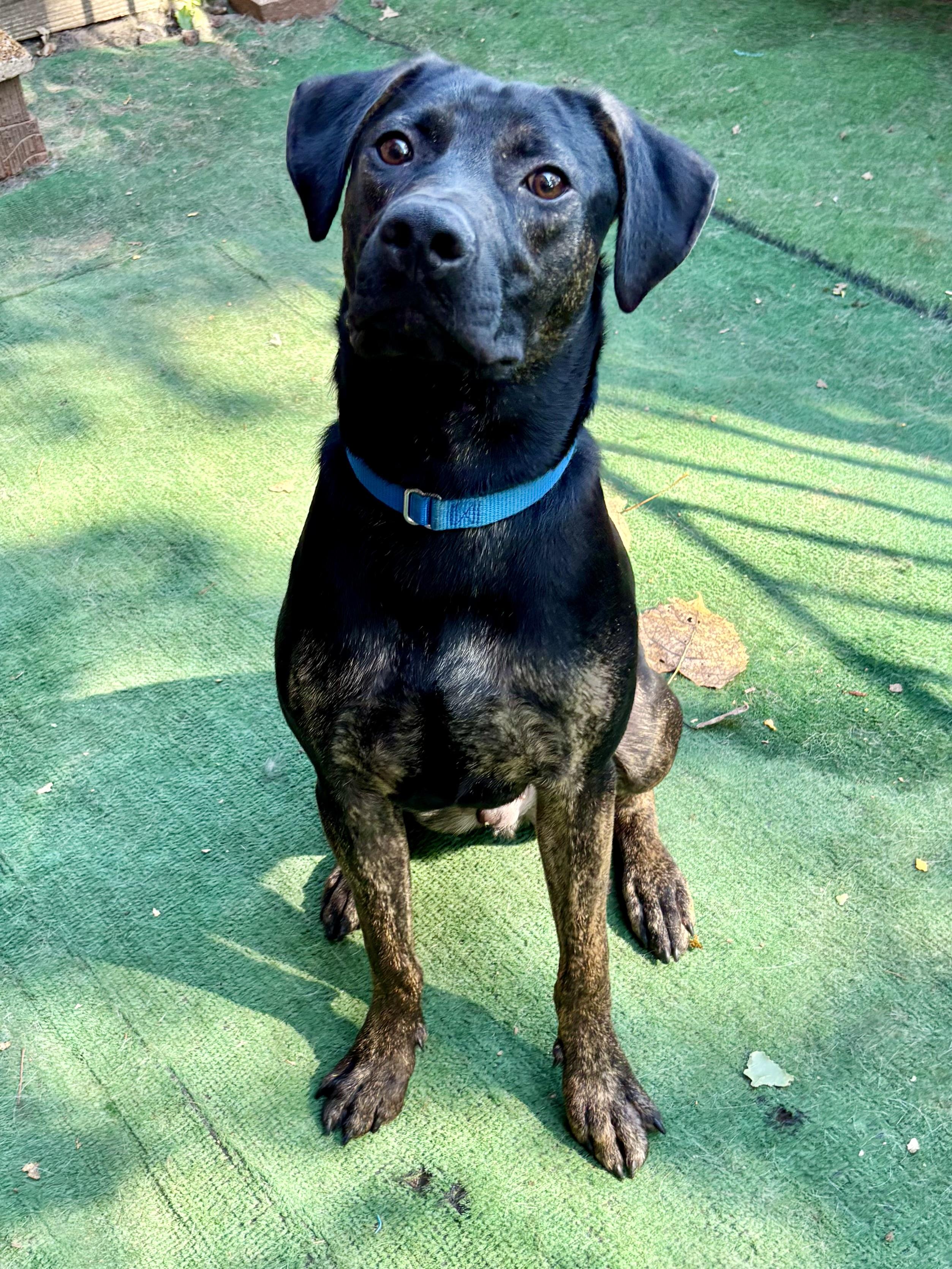 Enlarge Pal, an adoptable mixed breed in Orland Park, IL image 2/6