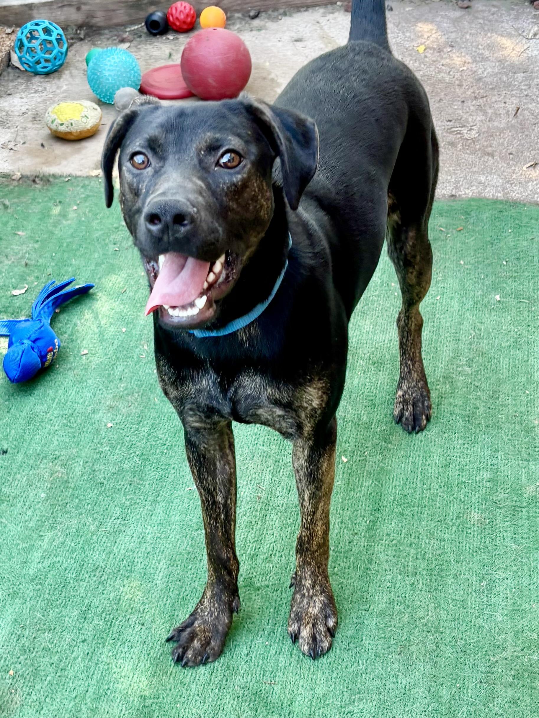 Enlarge Pal, an adoptable mixed breed in Orland Park, IL image 5/6