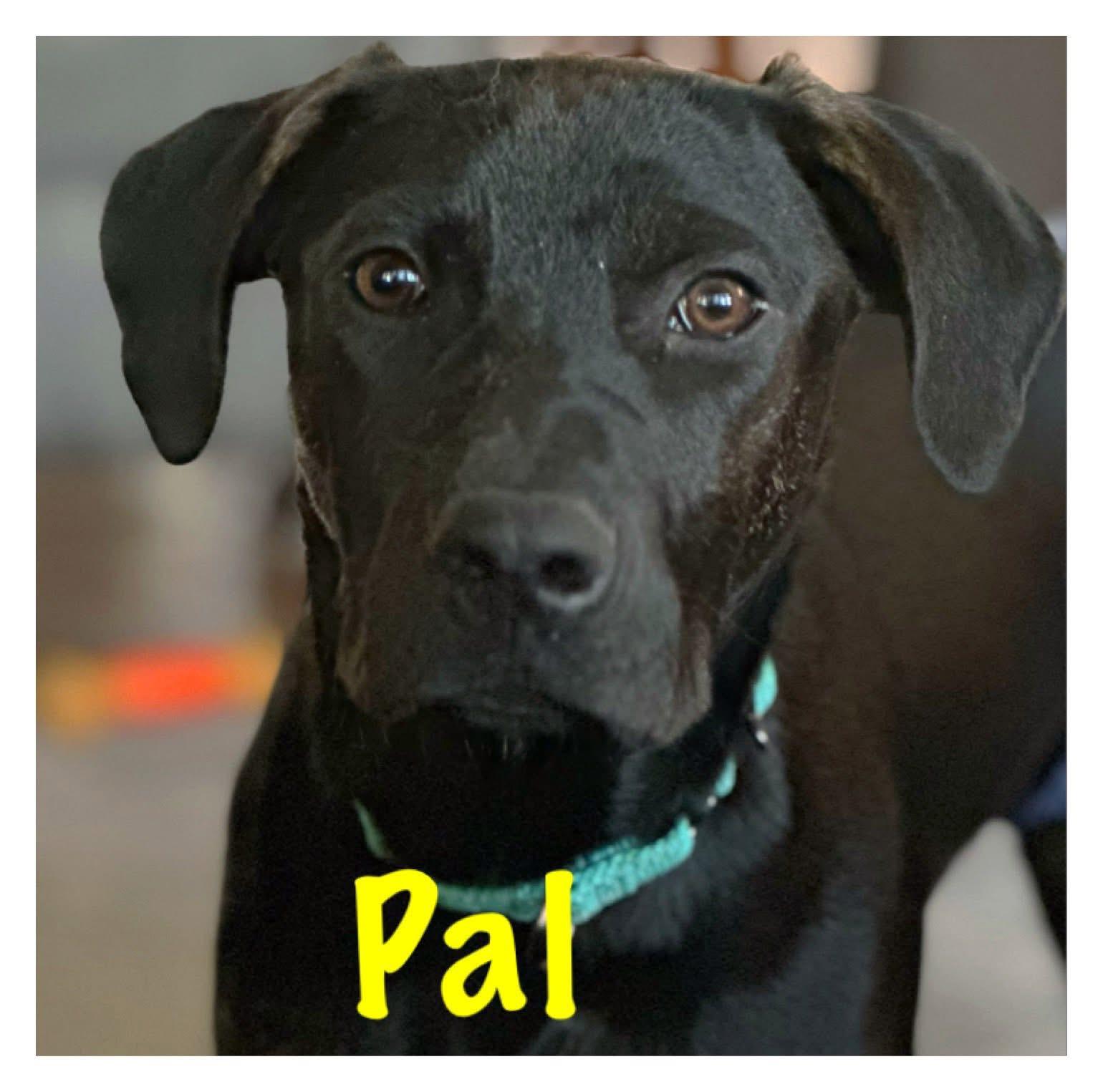 Enlarge Pal, an adoptable mixed breed in Orland Park, IL image 1/6
