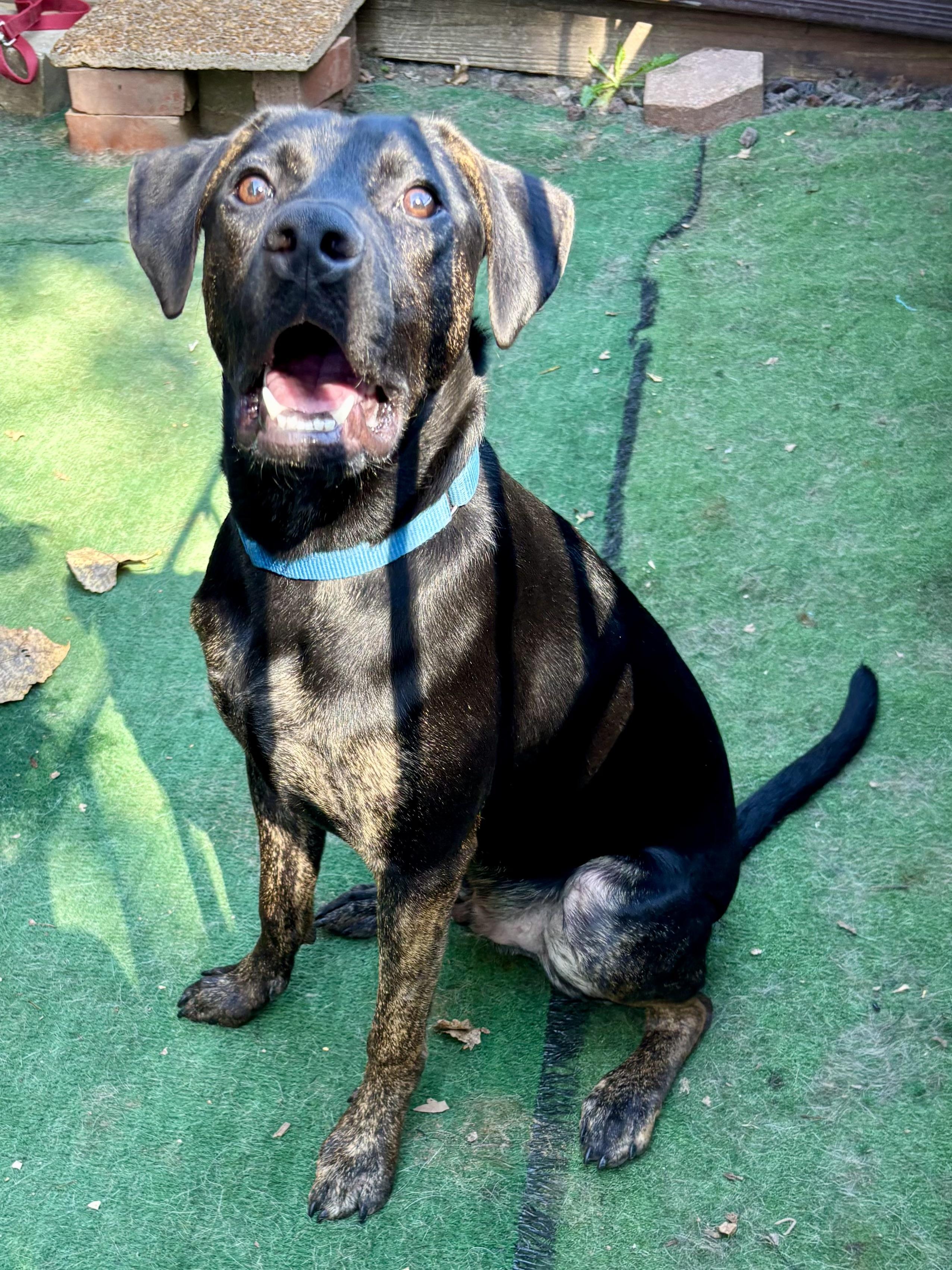 Enlarge Pal, an adoptable mixed breed in Orland Park, IL image 6/6