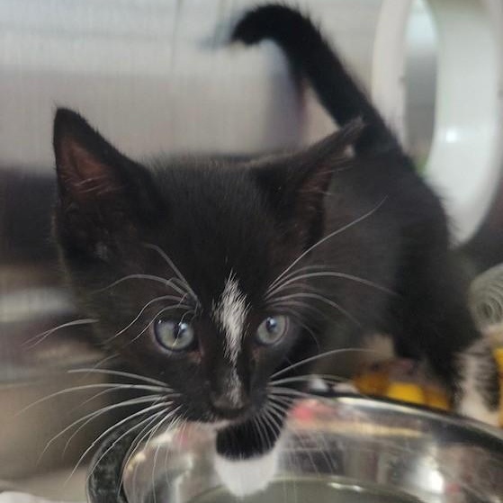 Enlarge Fiberglass, a ADOPTABLE Domestic Short Hair in Allegan, MI image 1/1