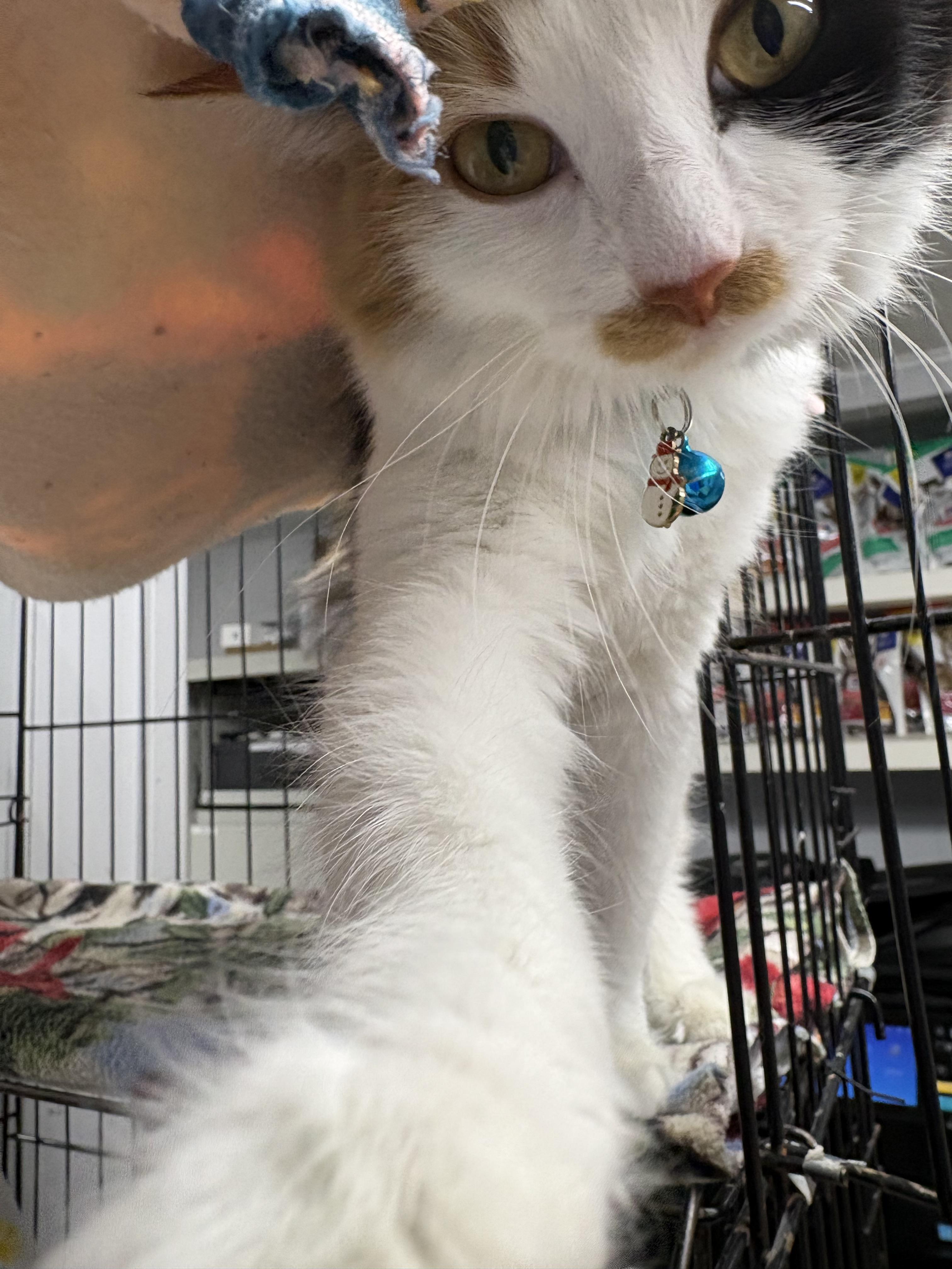 Enlarge Enid, an adopted Domestic Medium Hair in Plano, TX image 2/6