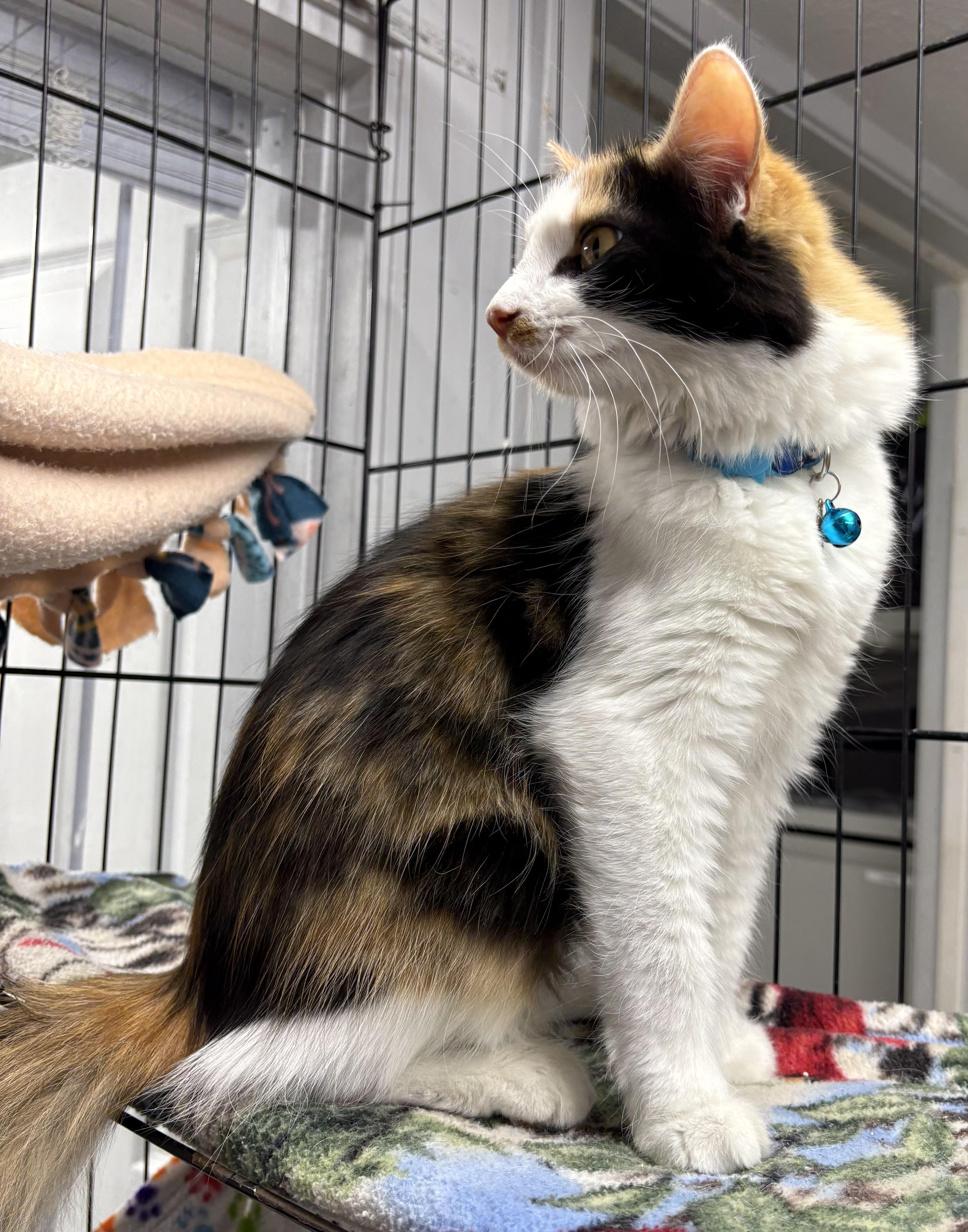 Enlarge Enid, an adopted Domestic Medium Hair in Plano, TX image 4/6