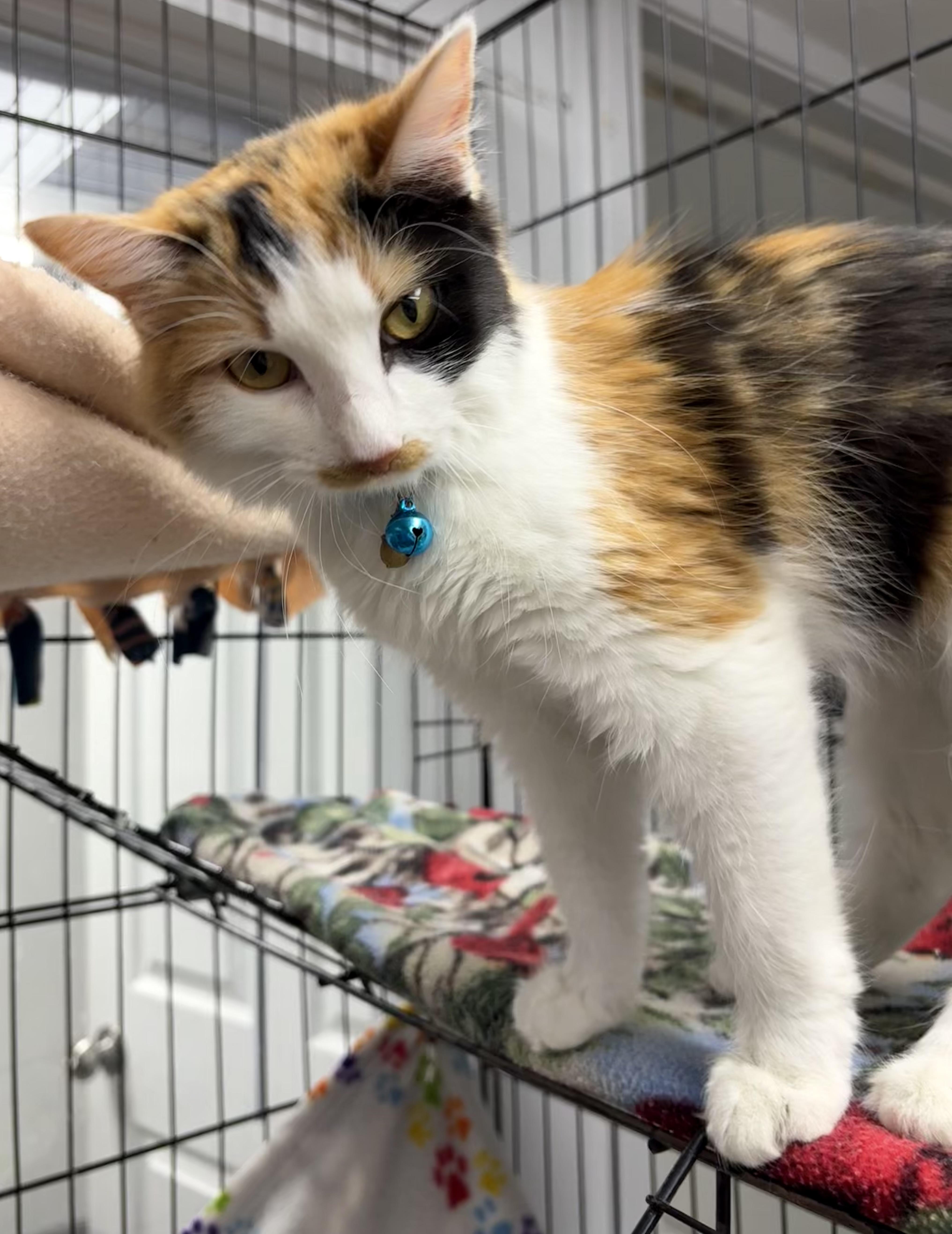 Enlarge Enid, an adopted Domestic Medium Hair in Plano, TX image 3/6