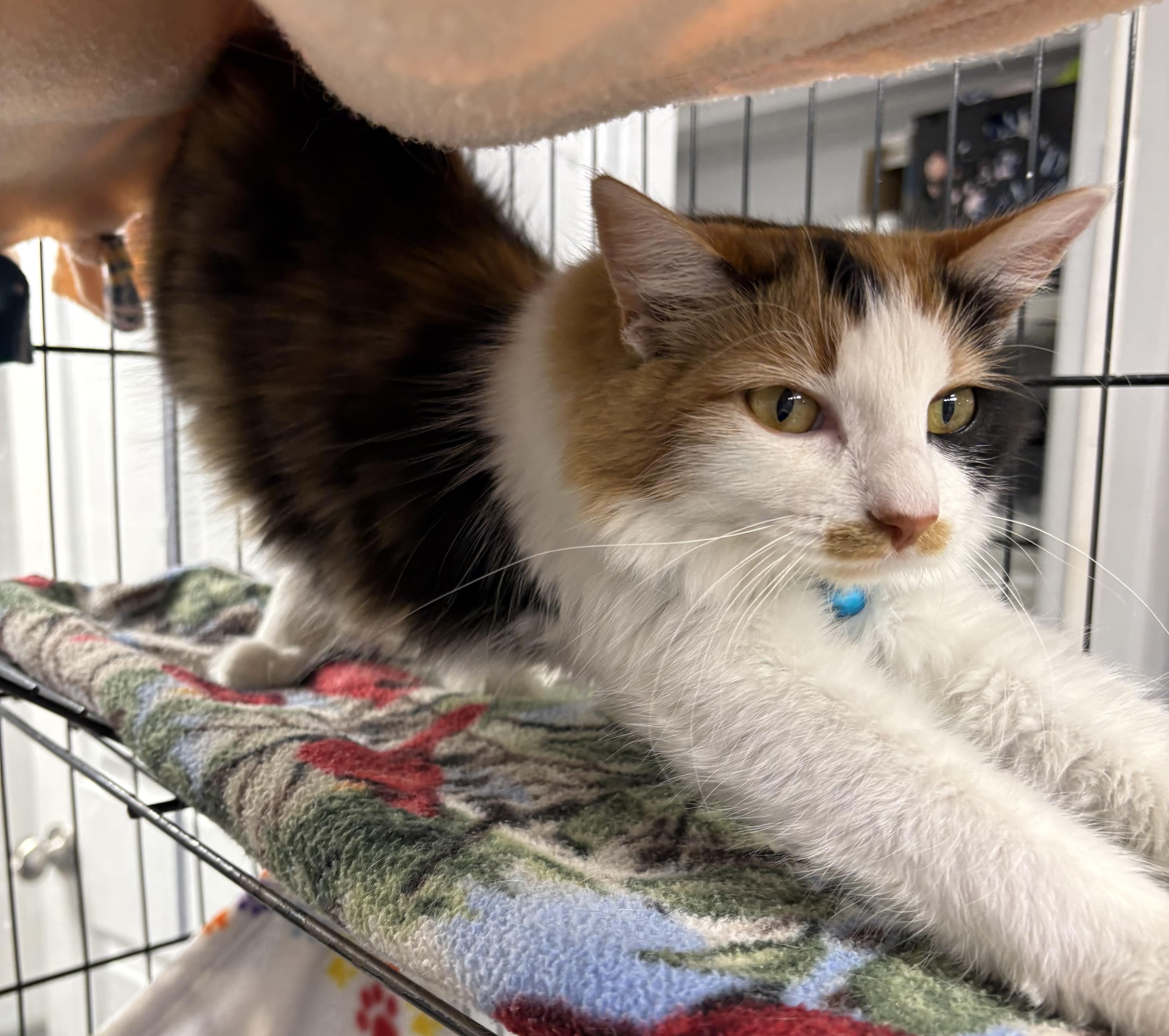 Enlarge Enid, an adopted Domestic Medium Hair in Plano, TX image 5/6