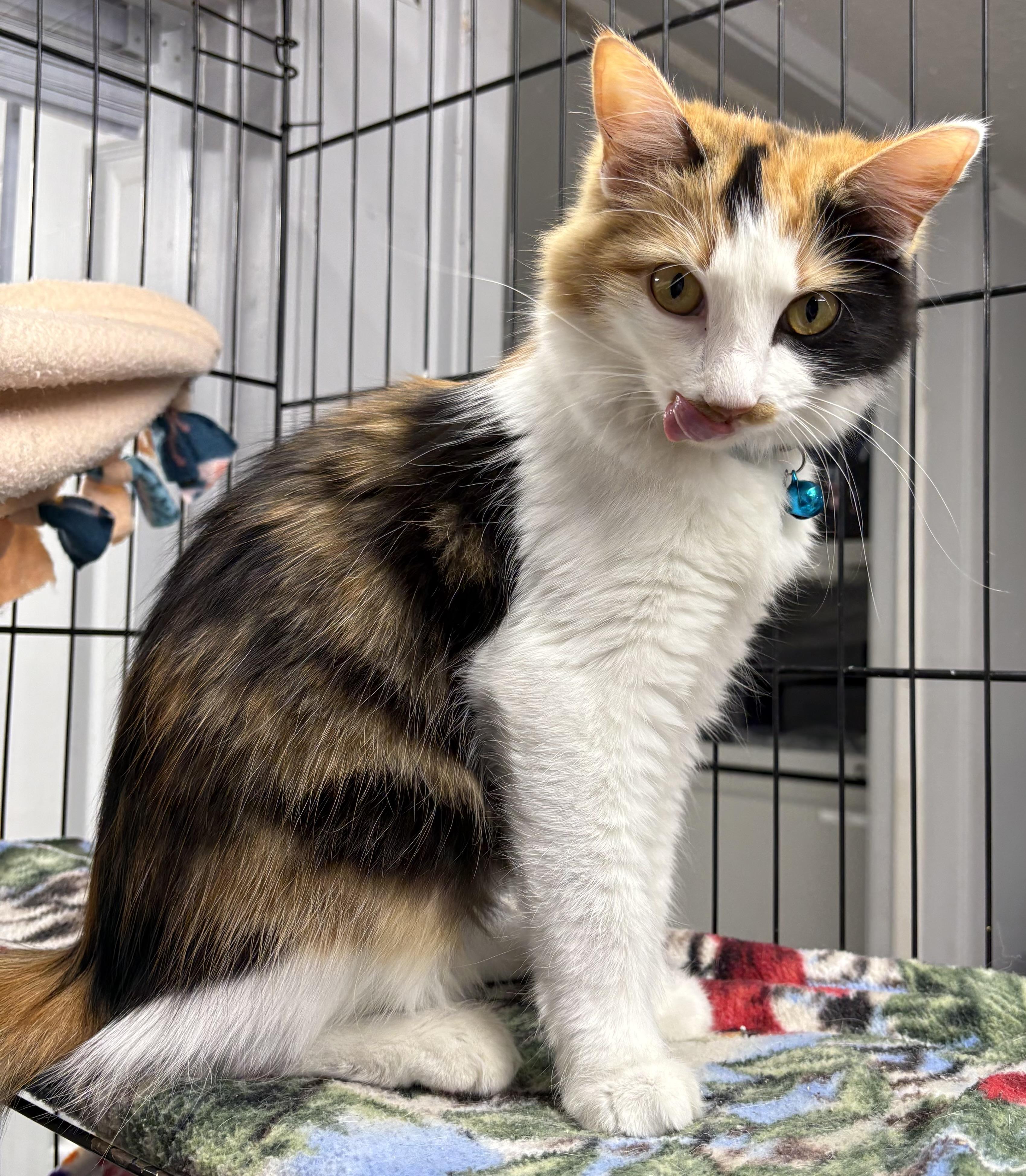 Enlarge Enid, an adopted Domestic Medium Hair in Plano, TX image 1/6