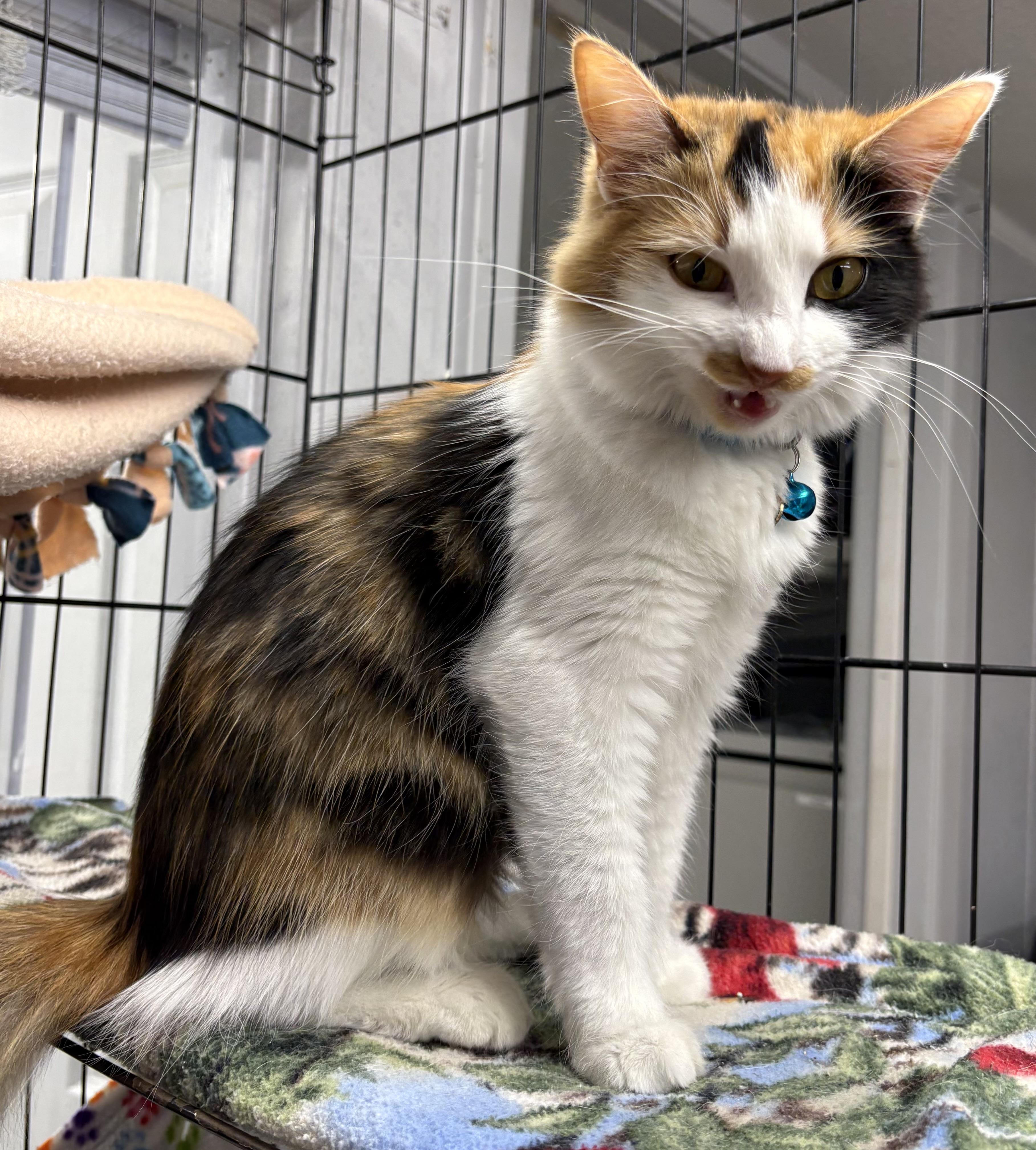 Enlarge Enid, an adopted Domestic Medium Hair in Plano, TX image 6/6