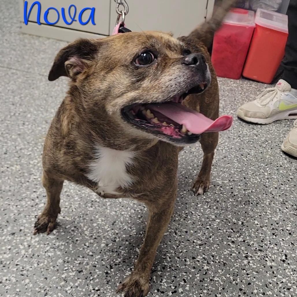 Nova, Adoptable, Senior Female Chihuahua & Boston Terrier.