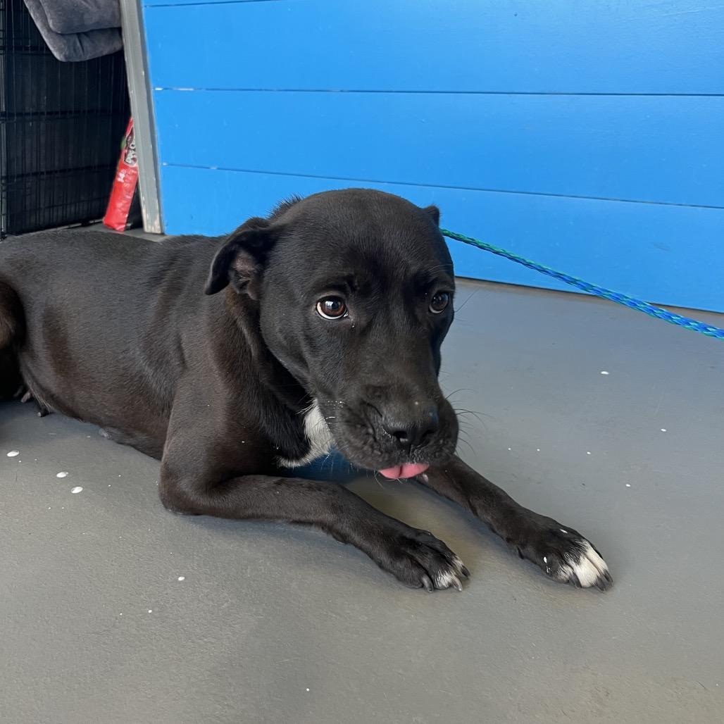 Blessing, a Adoptable mixed breed in Montgomery, AL image 1/2