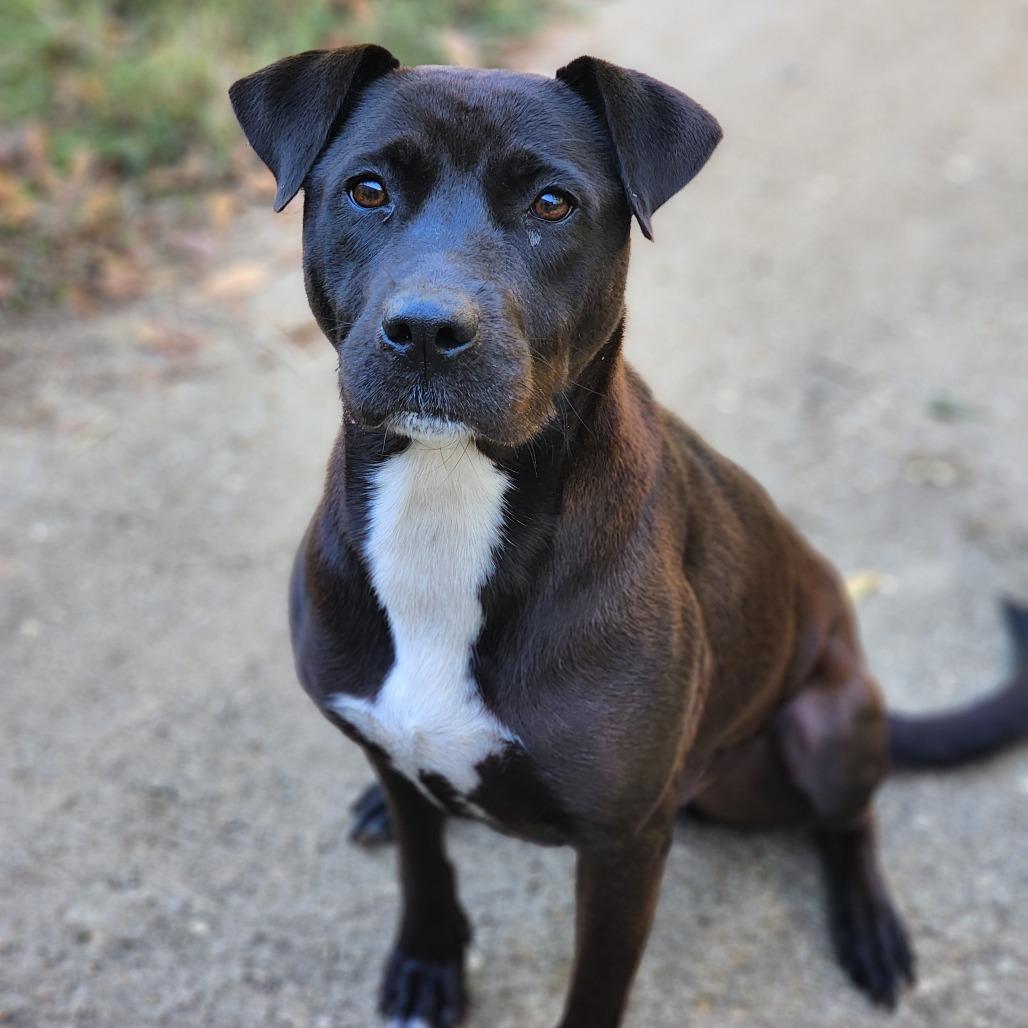 Blessing, a Adoptable mixed breed in Montgomery, AL image 2/2
