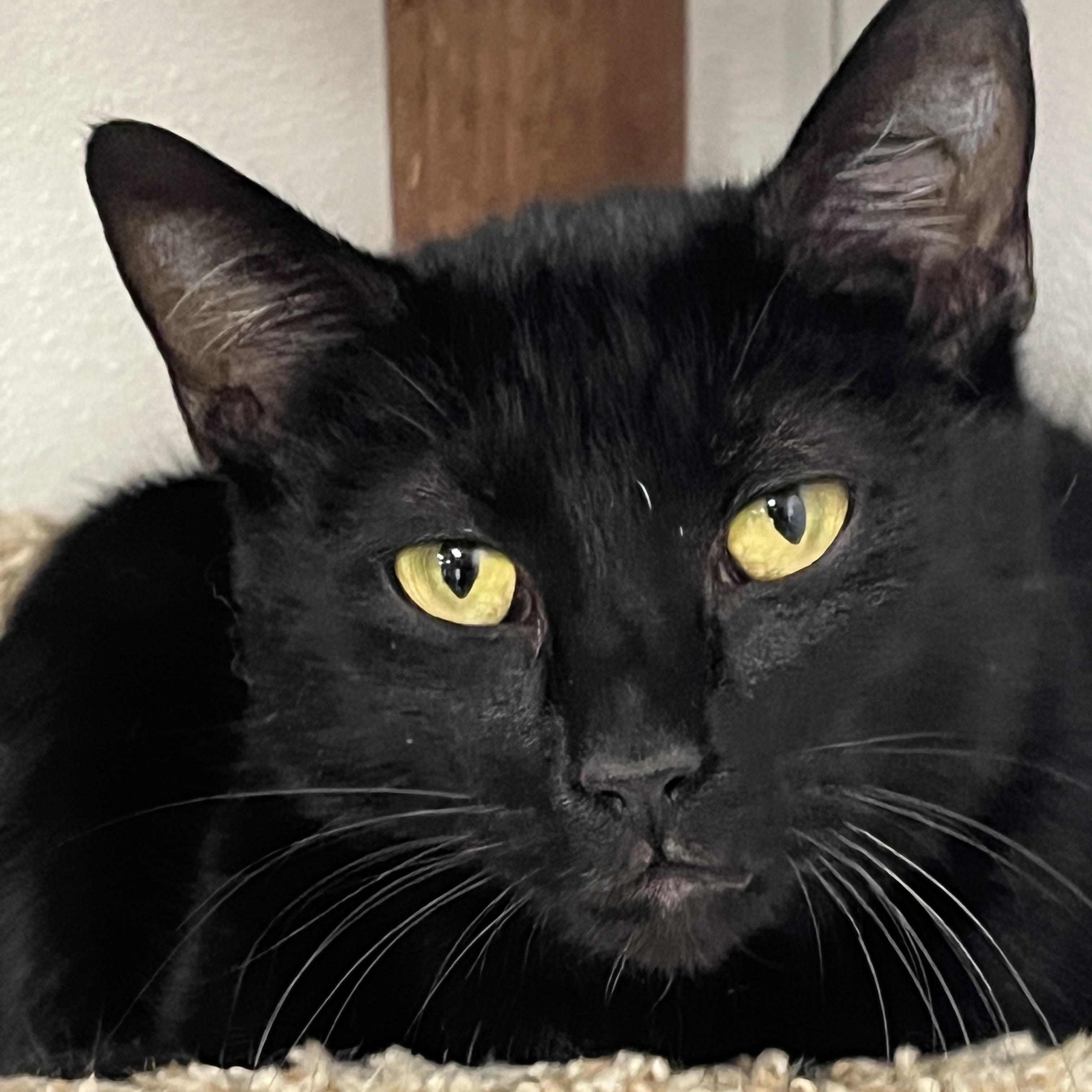 Elvira, Adult Female unknown