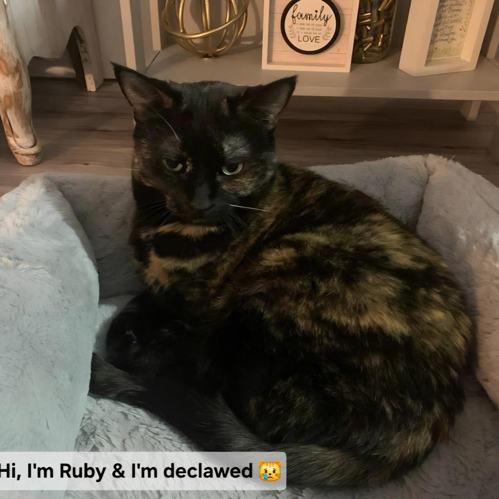 Ruby, a Adoptable Domestic Short Hair in Layton, UT image 1/2