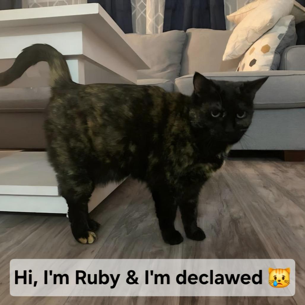 Ruby, a Adoptable Domestic Short Hair in Layton, UT image 2/2