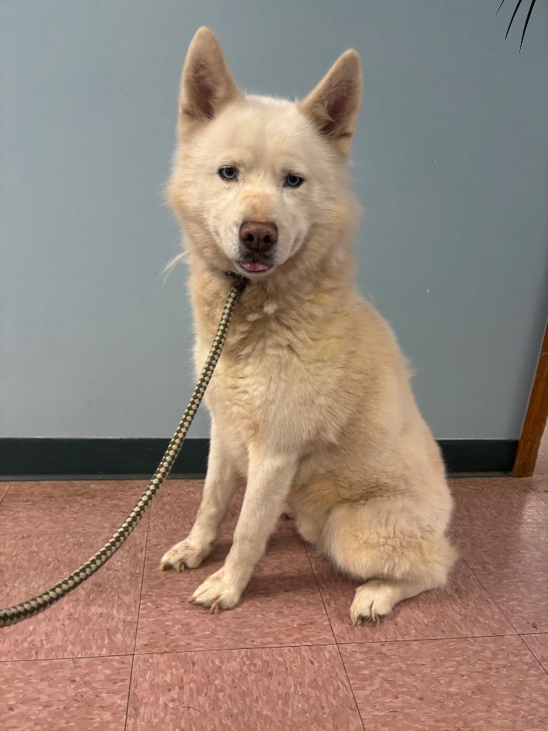 Royal, Adoptable, Adult Male Siberian Husky.