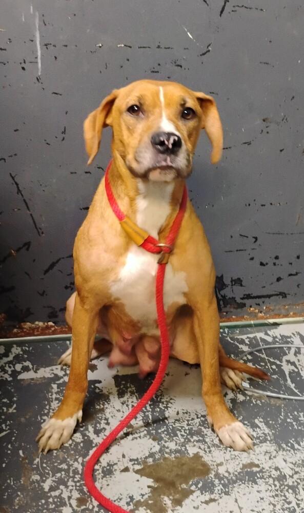 June #110, a Adoptable mixed breed in New Lexington, OH image 1/2