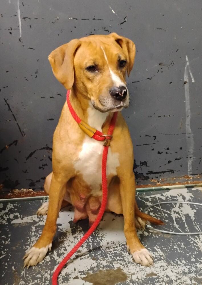 June #110, a Adoptable mixed breed in New Lexington, OH image 2/2
