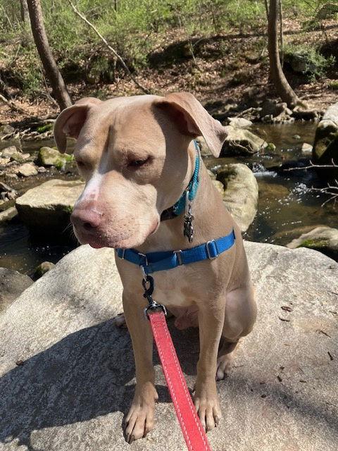 Bodi, a Adoptable mixed breed in Baltimore, MD image 1/2