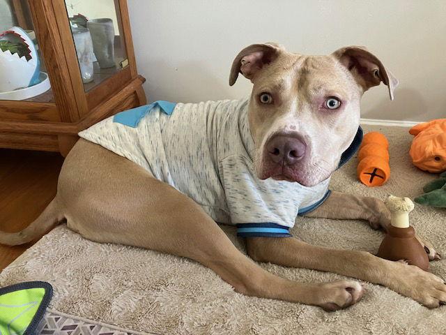 Bodi, a Adoptable mixed breed in Baltimore, MD image 2/2