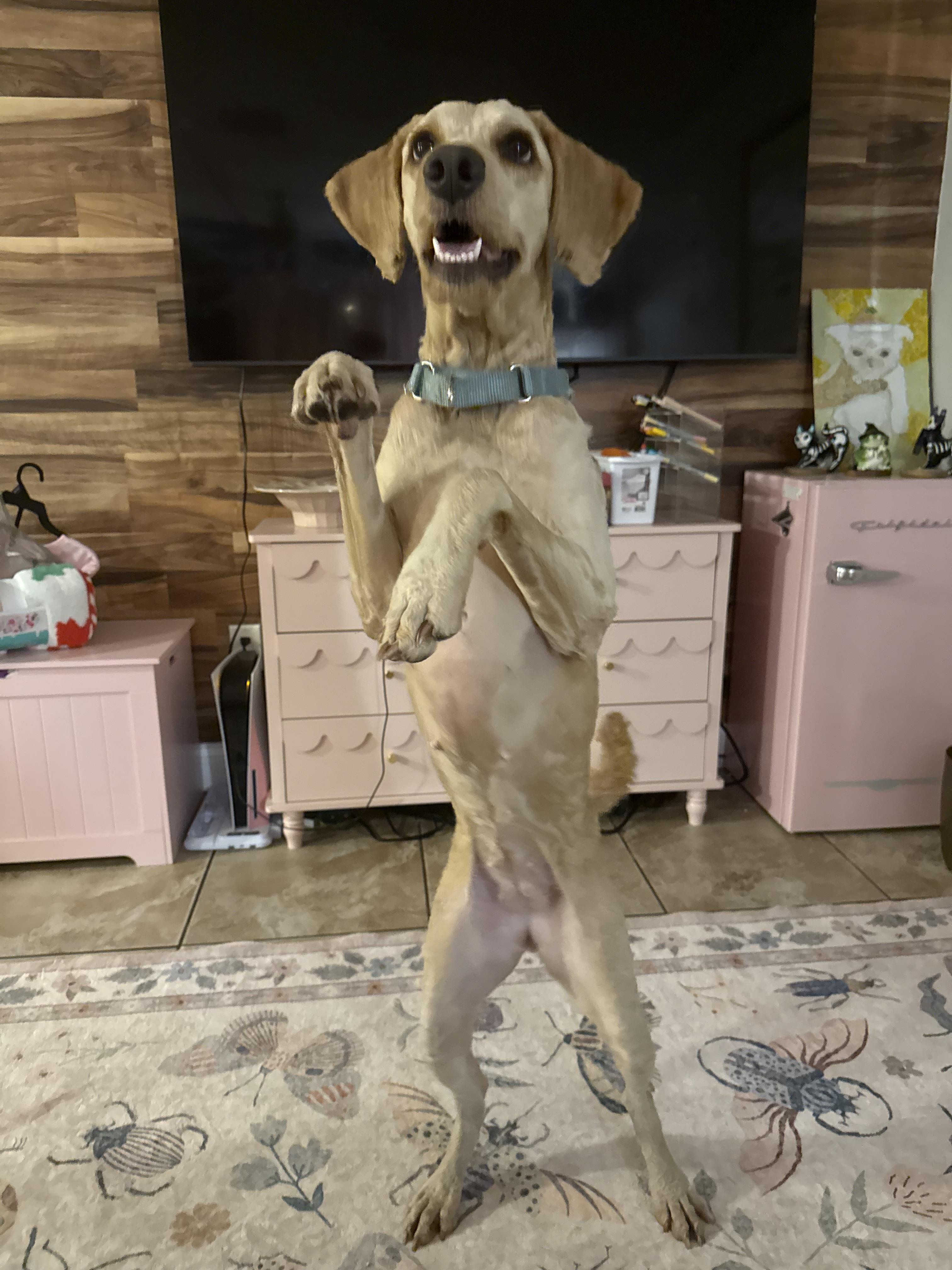 Enlarge Sandy, a Adoptable Goldendoodle in Tampa, FL image 2/6