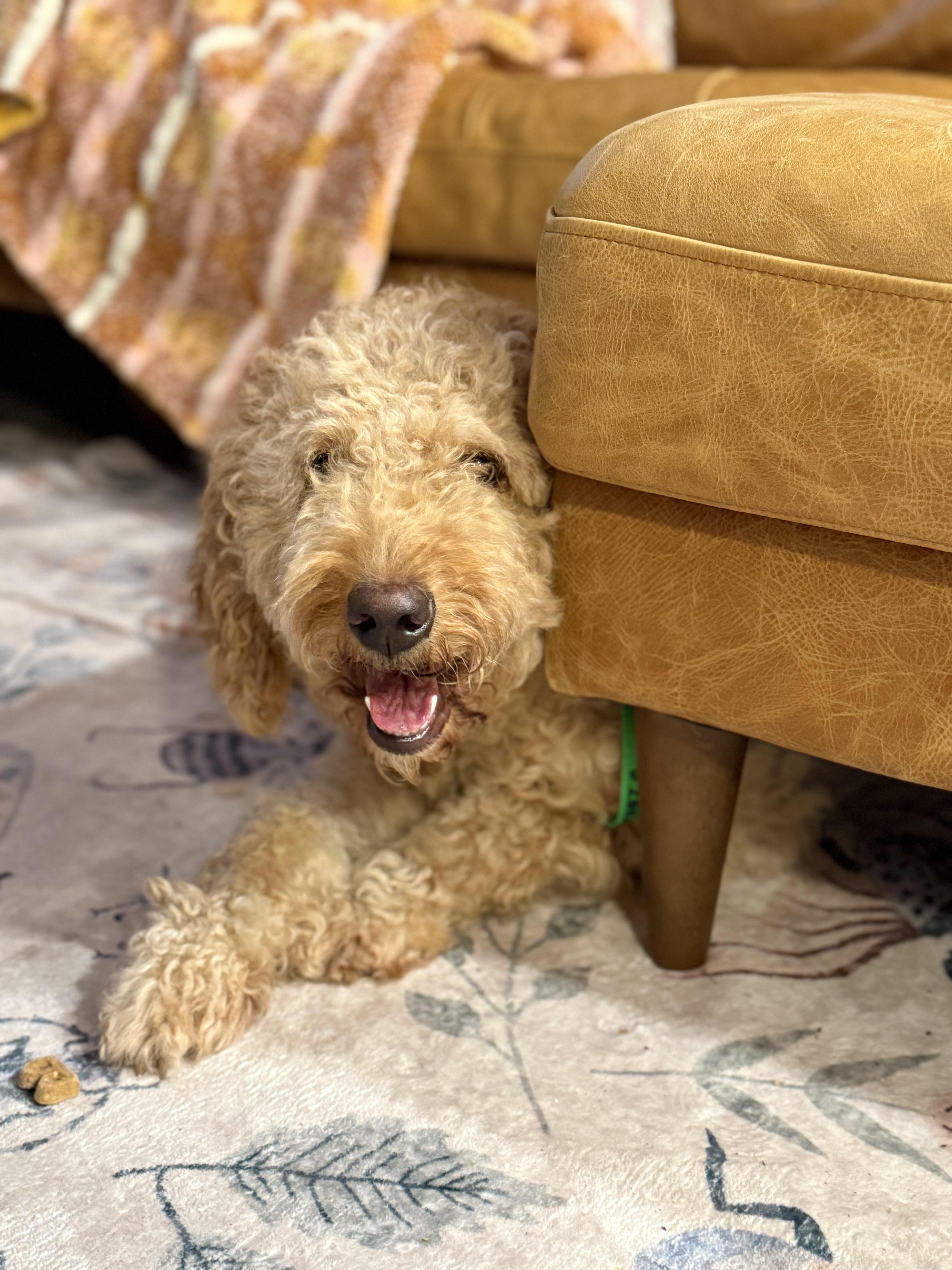 Sandy, an adoptable Goldendoodle in Tampa, FL, 33612 | Photo Image 1
