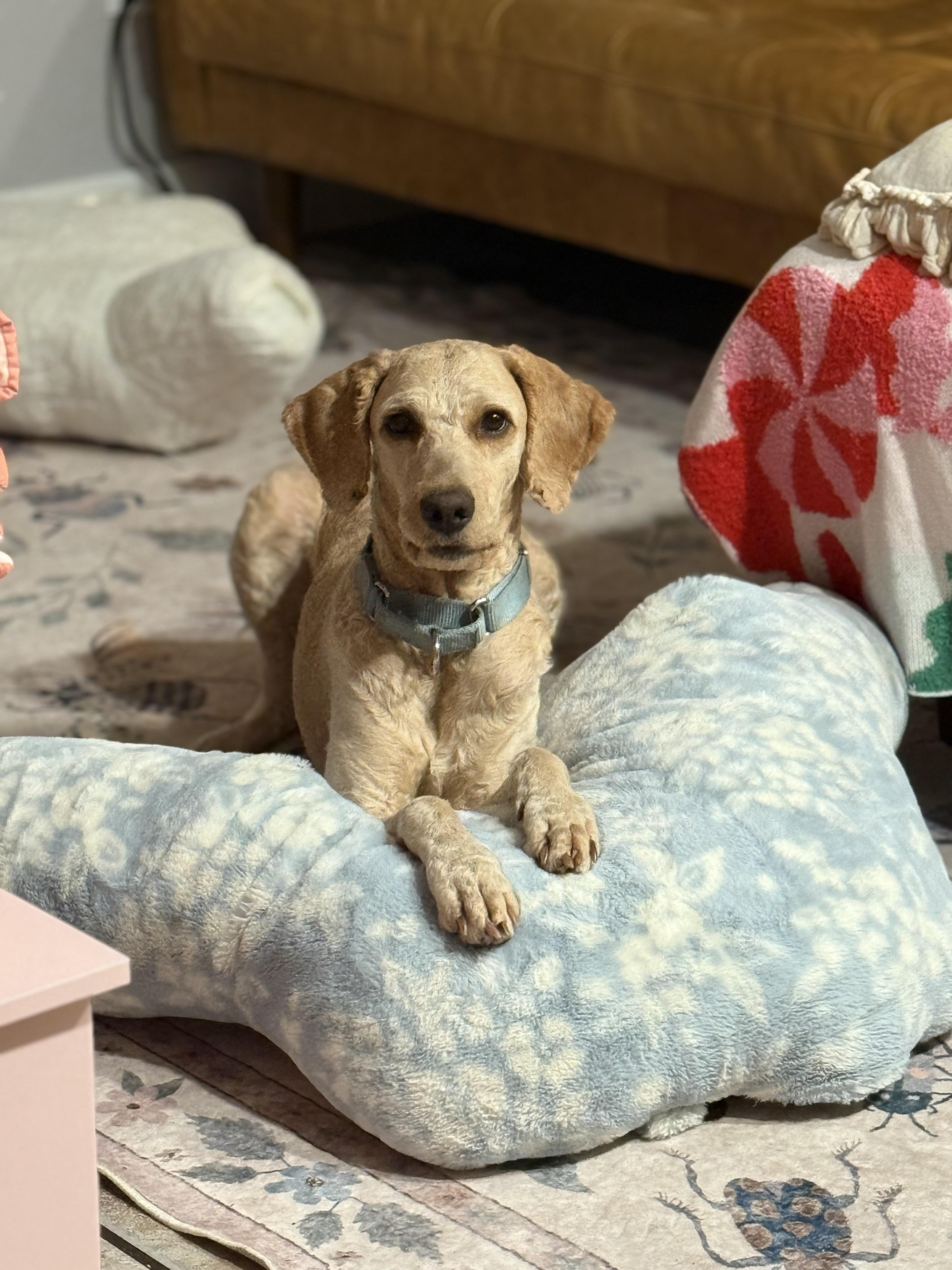 Sandy, Adoptable, Young Female Goldendoodle.