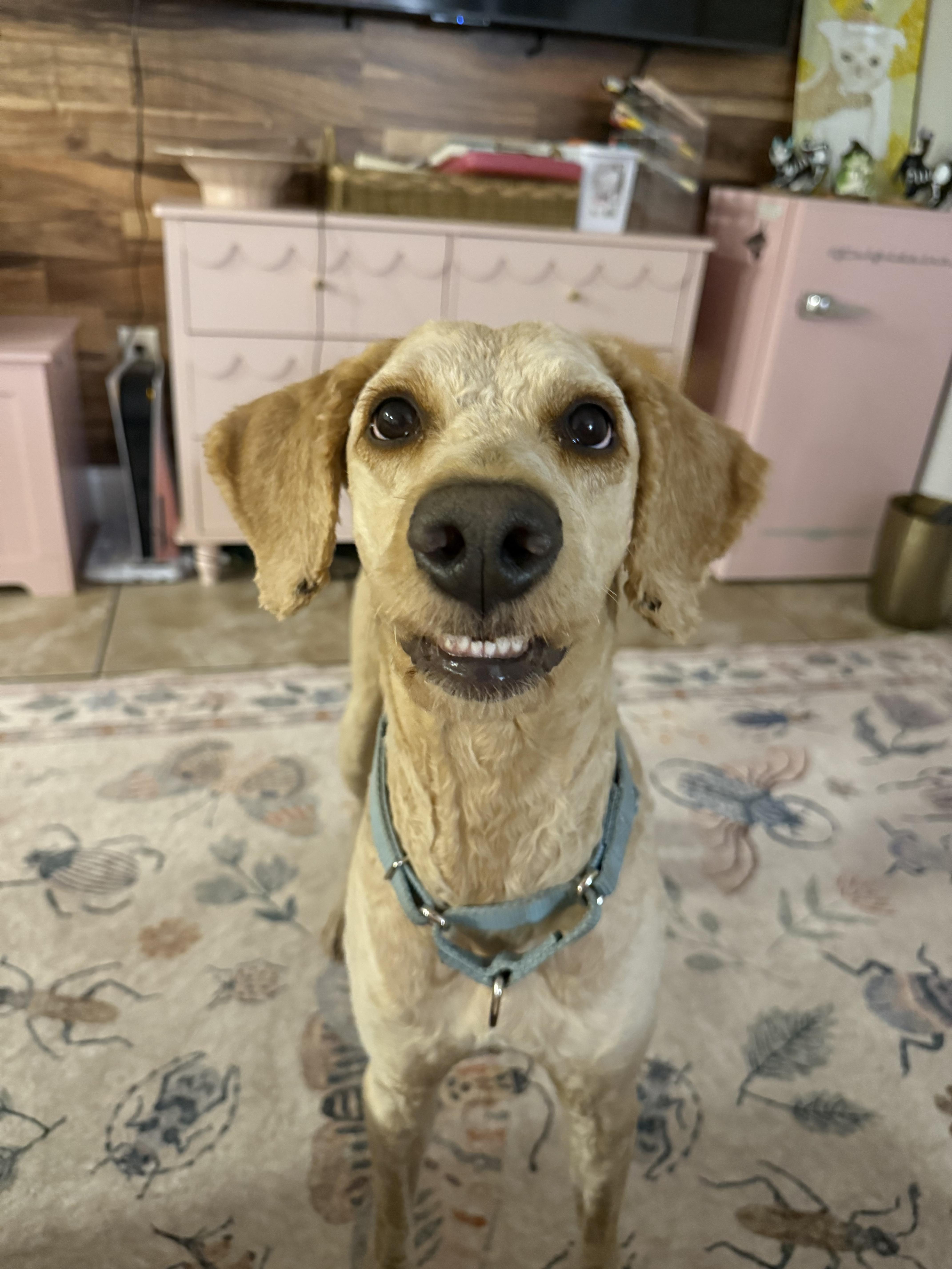 Enlarge Sandy, a Adoptable Goldendoodle in Tampa, FL image 5/6