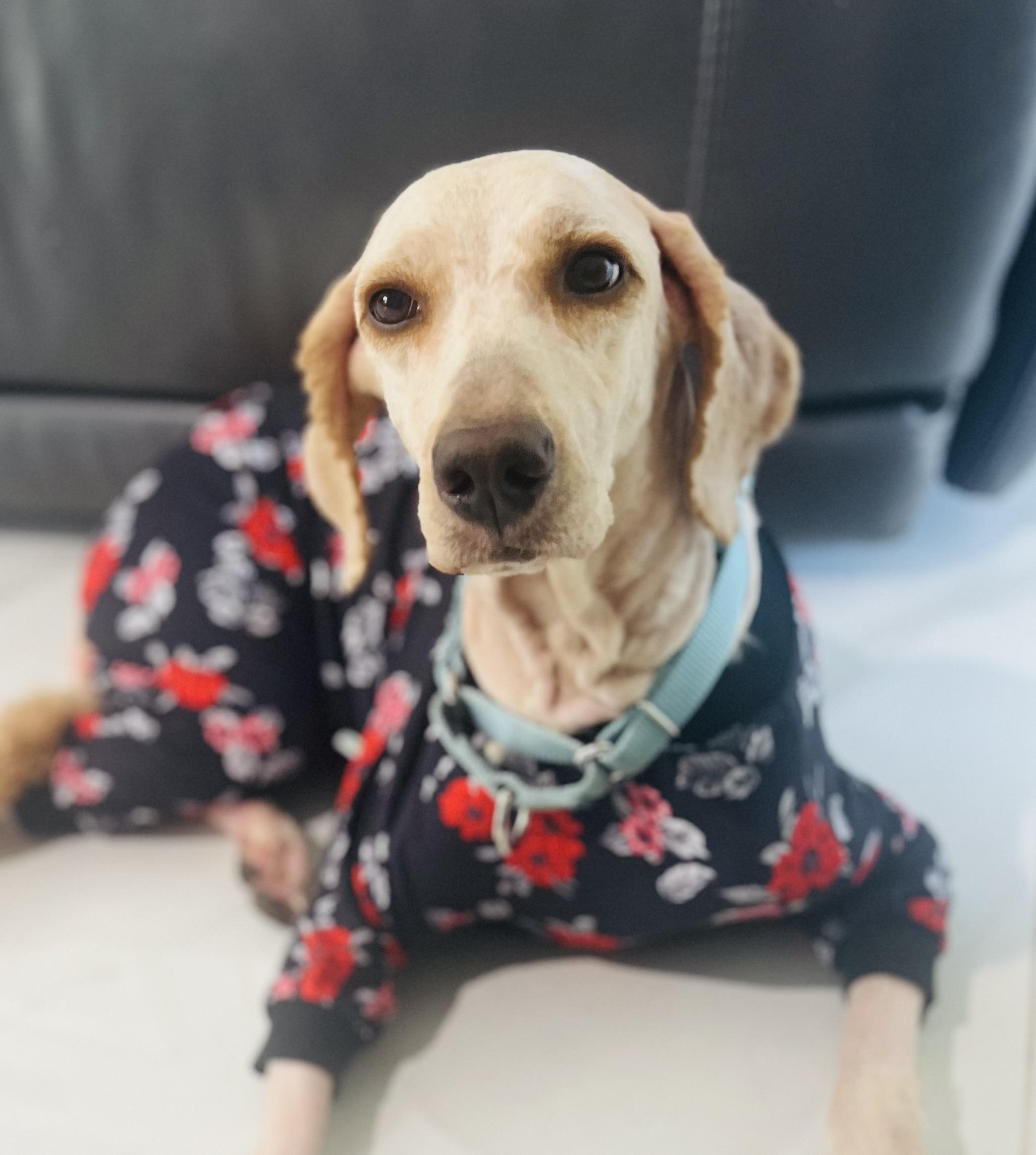 Enlarge Sandy, a Adoptable Goldendoodle in Tampa, FL image 6/6