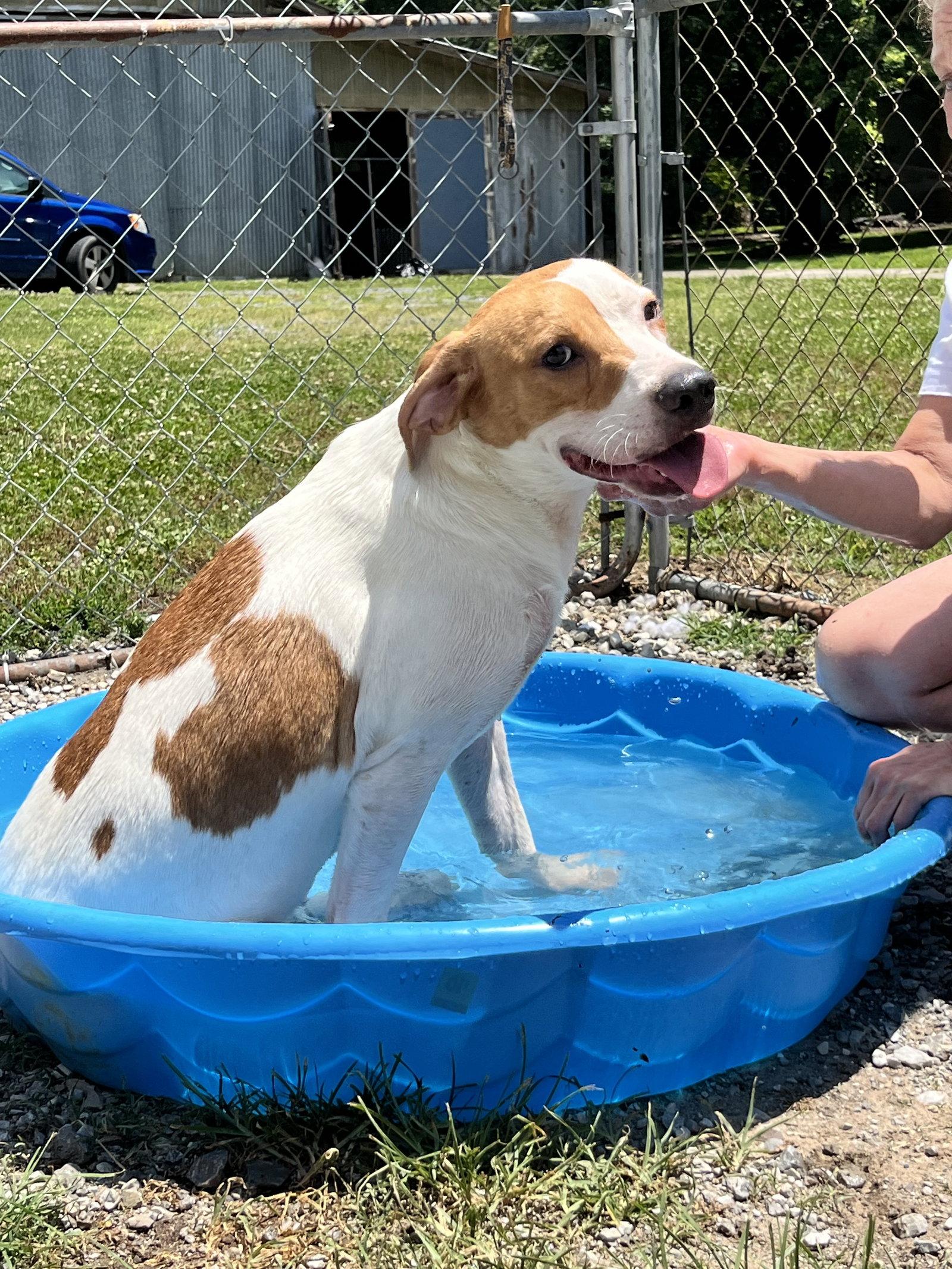 Enlarge Dillon, a Adoptable Mixed Breed in Chatsworth, GA image 1/2