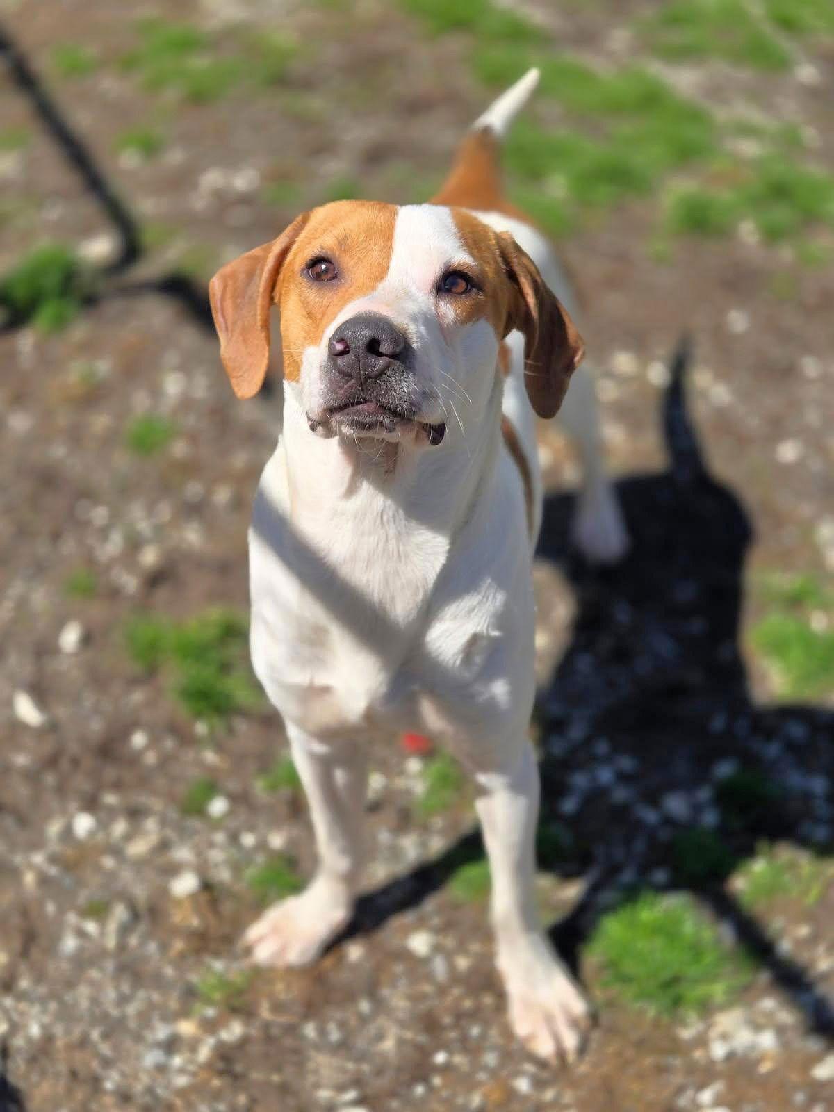 Dillon, Adoptable, Young Male Mixed Breed.