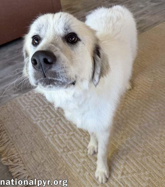 Enlarge Rocky in OH - Gentle & Affectionate, an adopted Great Pyrenees in Springfield, OH image 3/4