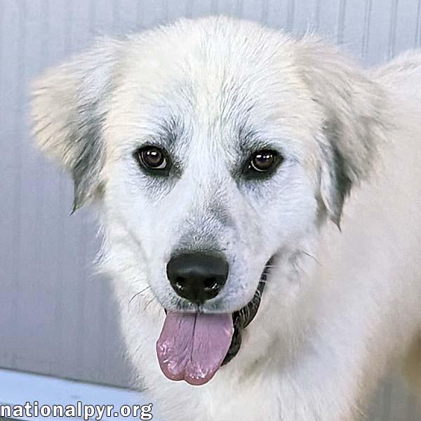 Rocky in OH - Gentle & Affectionate, adopted, Adult Male Great Pyrenees.