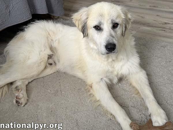 Enlarge Rocky in OH - Gentle & Affectionate, an adopted Great Pyrenees in Springfield, OH image 2/4