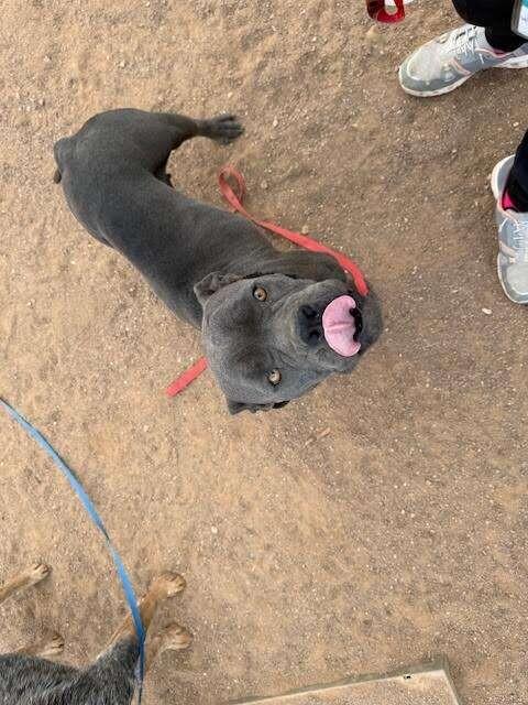 Enlarge Maleficent, a Adoptable Mixed Breed in Hobbs, NM image 1/6