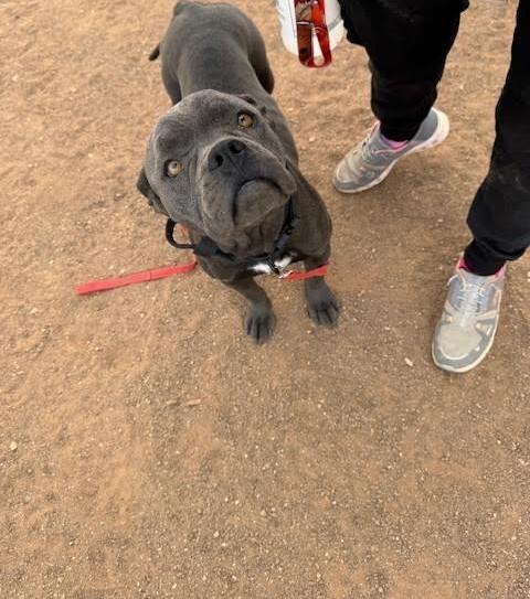 Enlarge Maleficent, a Adoptable Mixed Breed in Hobbs, NM image 2/6