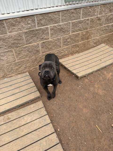 Enlarge Maleficent, a Adoptable Mixed Breed in Hobbs, NM image 3/6
