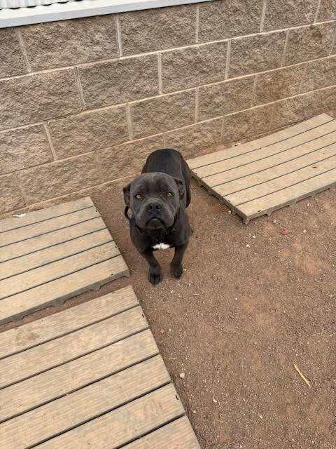 Enlarge Maleficent, a Adoptable Mixed Breed in Hobbs, NM image 5/6