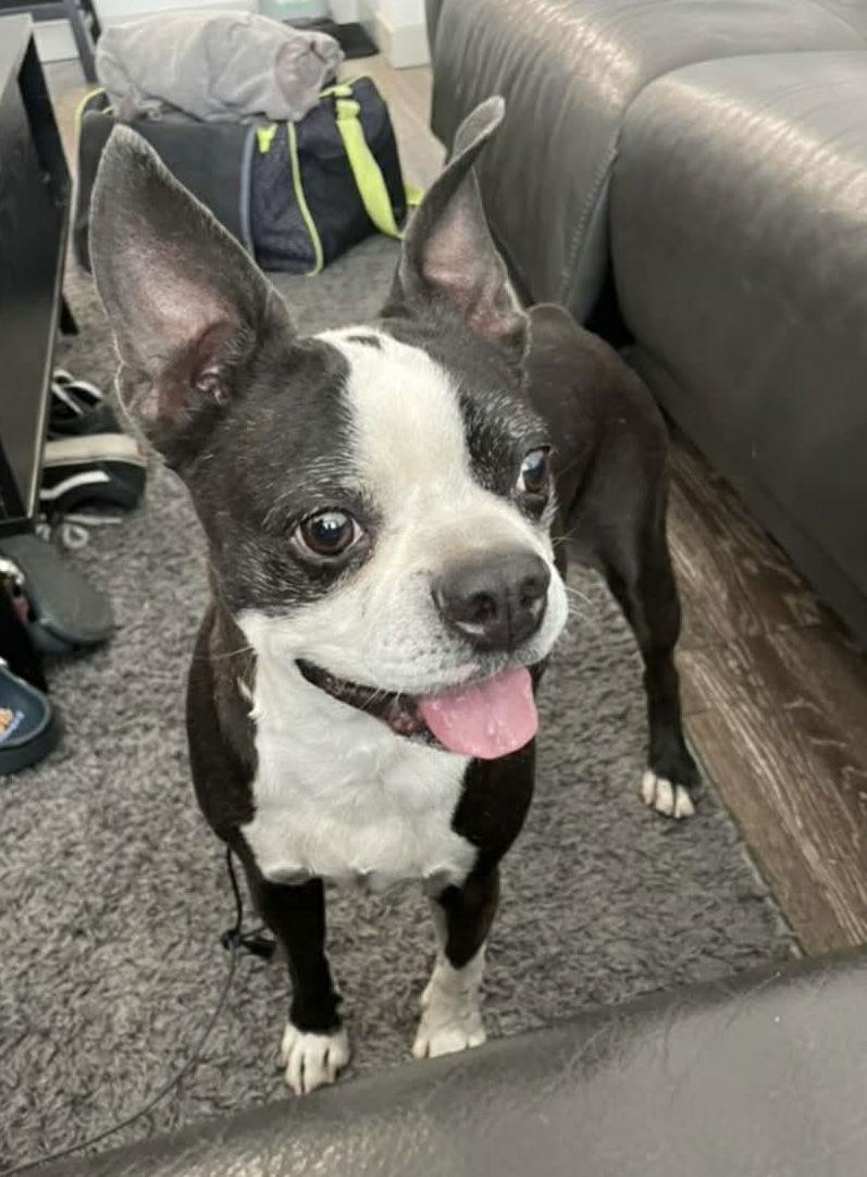Enlarge Artemis, a Adopted Boston Terrier in Scottsdale, AZ image 1/1