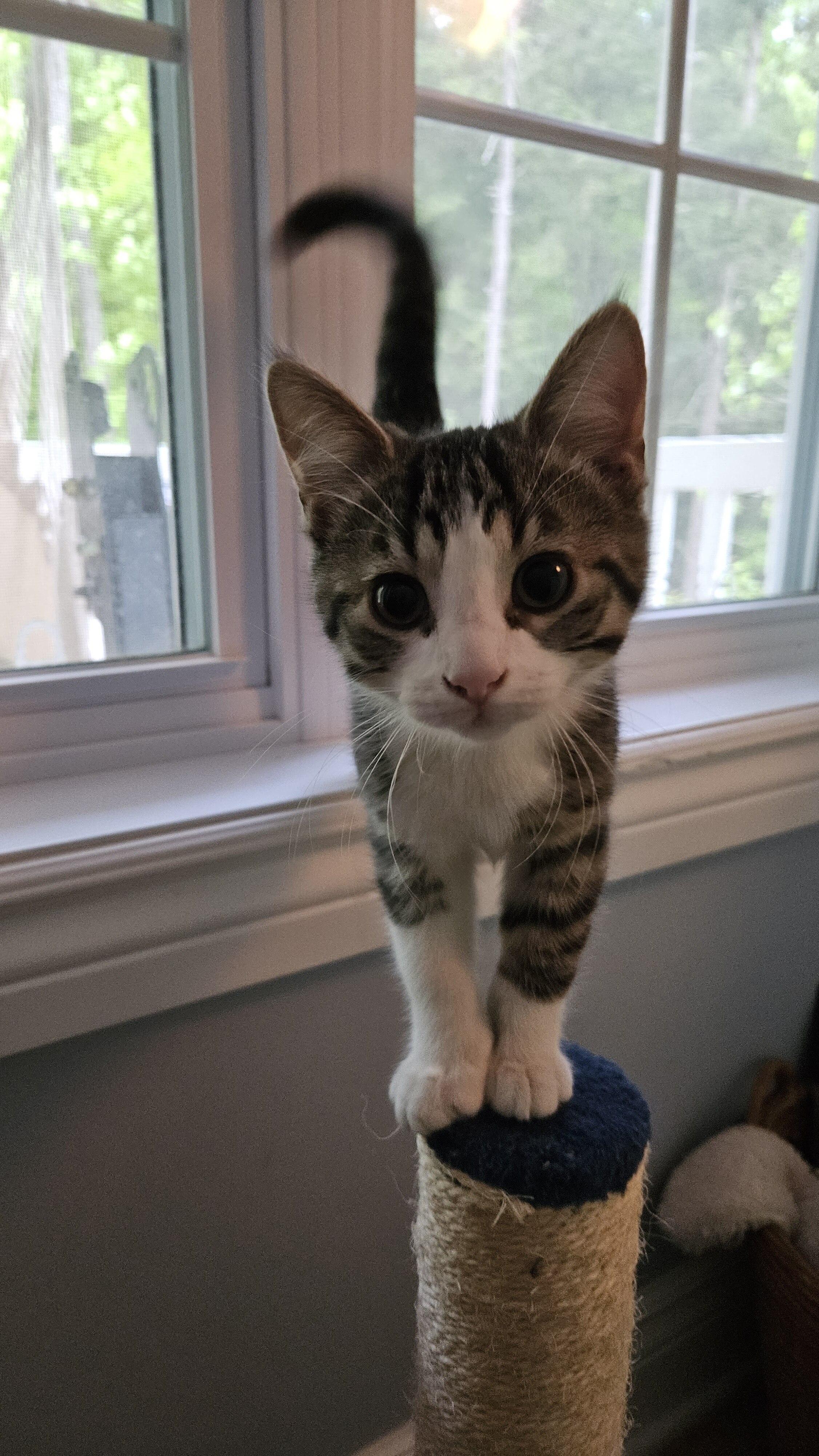 Finny, a ADOPTABLE Domestic Short Hair in Wakefield, QC image 3/4